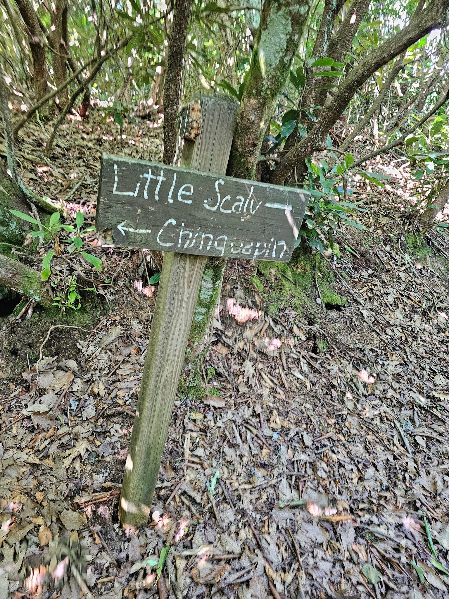 We decided to take the Little Scaly Trail section (loop) of this hike counterclockwise.