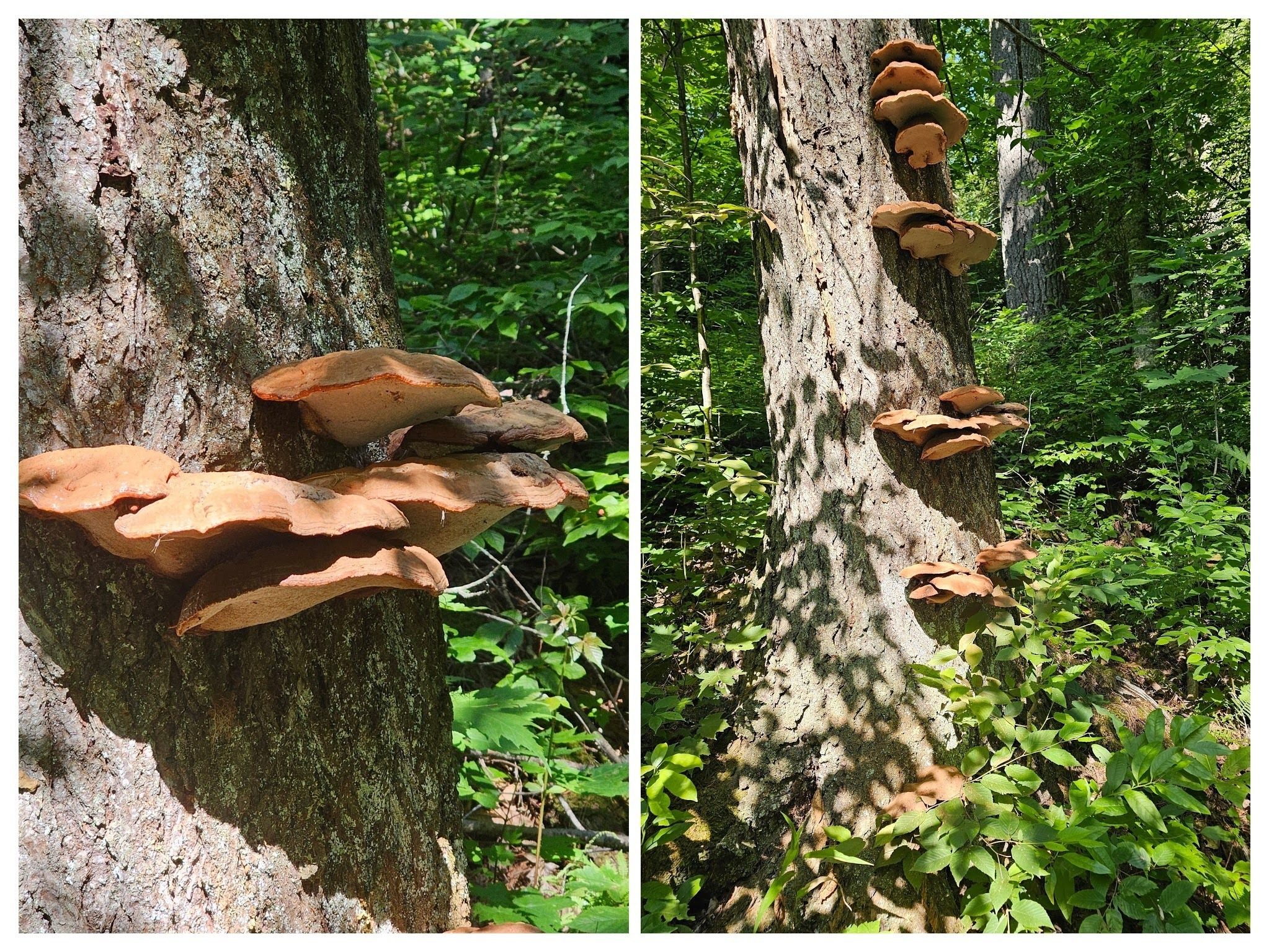 More large stacked mushrooms.