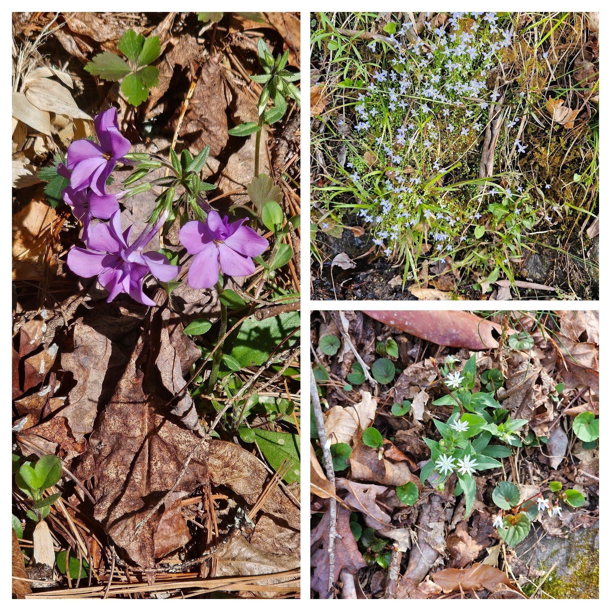 More wildflowers with Phlox (L), Bluet (UR) & Star Chickweed (LR).