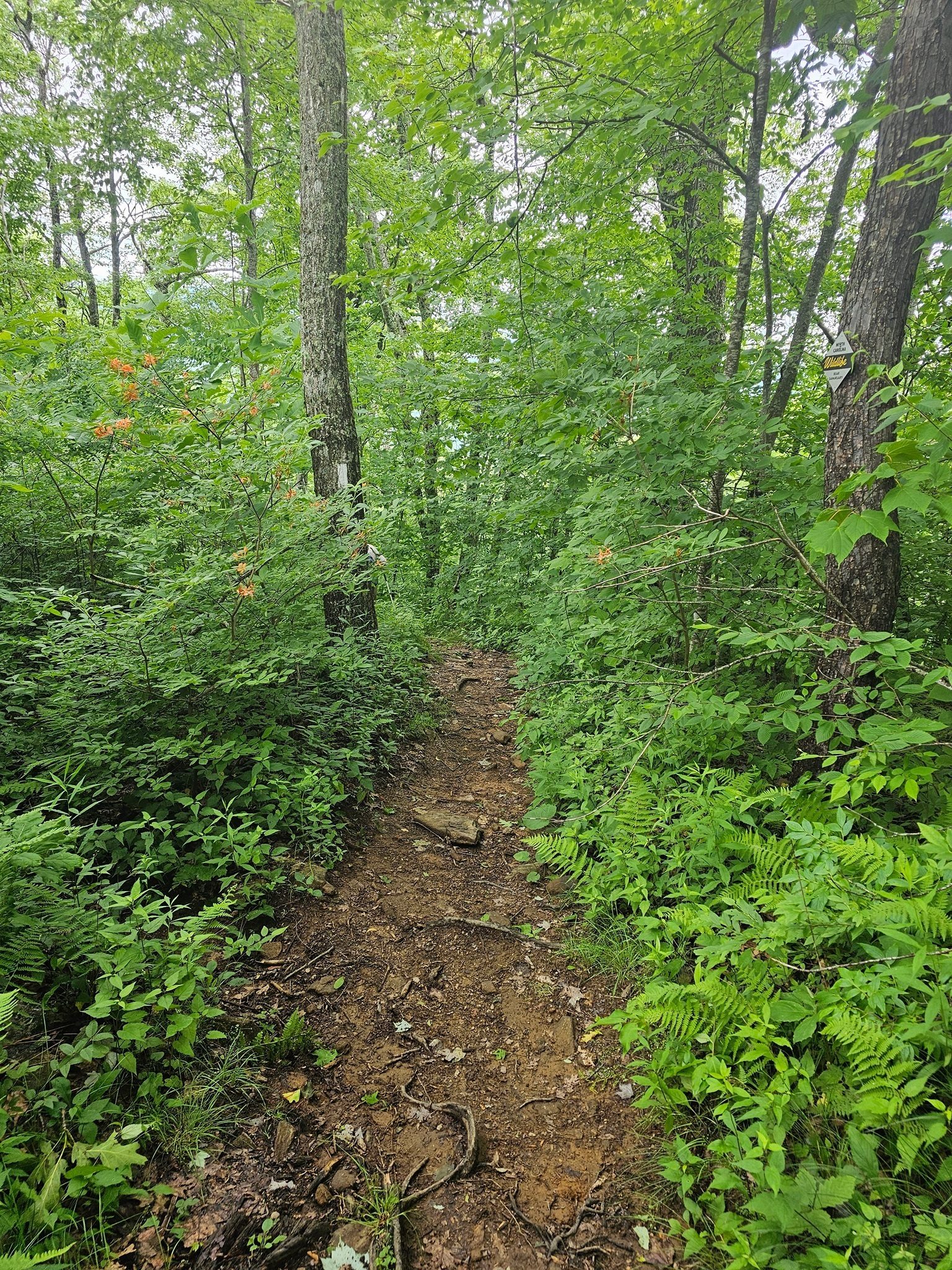 The trail home showing some of the Flame azaleas.