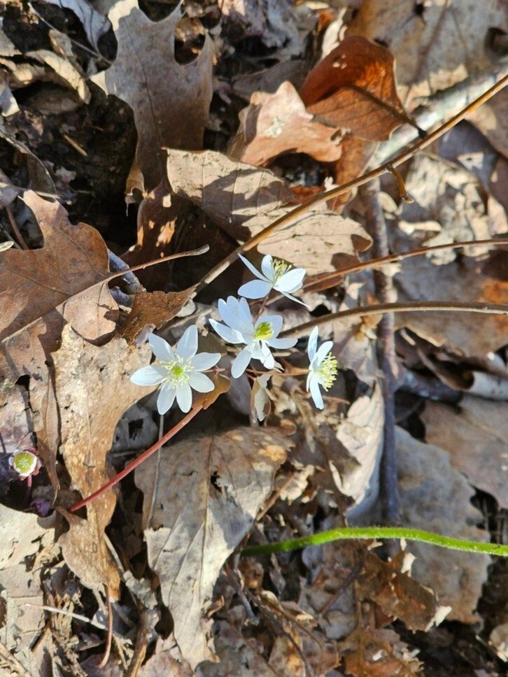 A fair number of Star chickweed today.