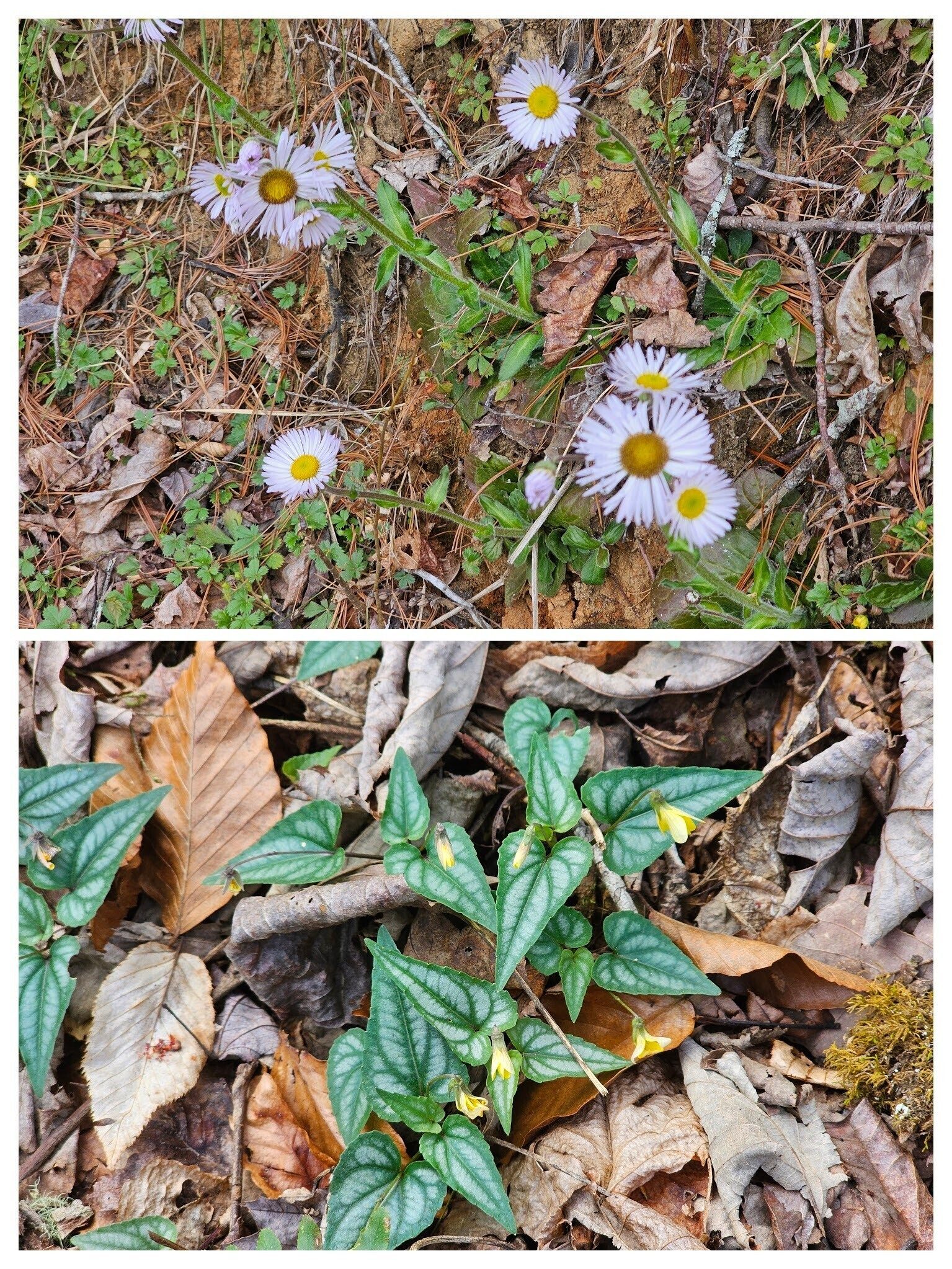First wildflowers of the day. Top: Robin's plantain  & Bottom: Halberd-leaved Violet