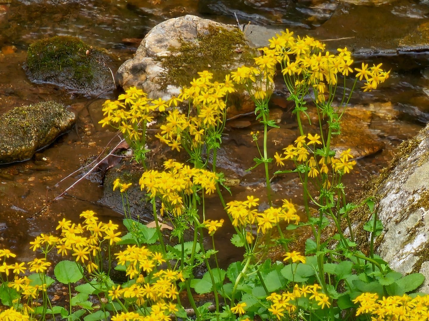 This large clump of Golden Ragwort on Andrews Creek at trail's end was a pleasant surprise.