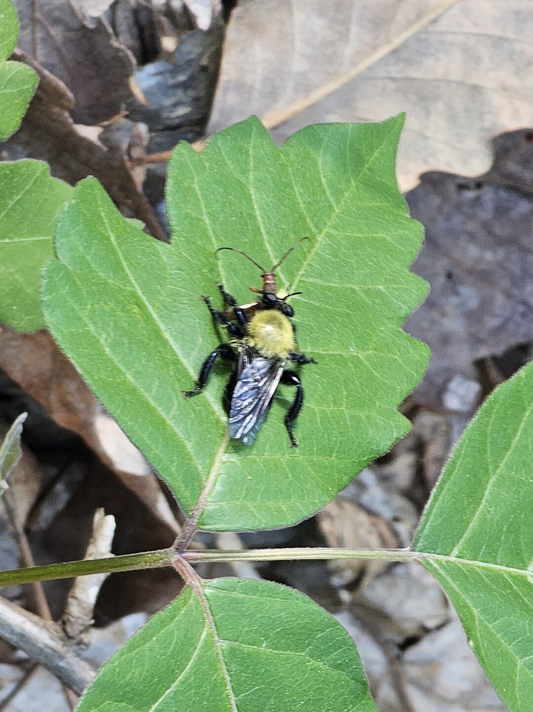 Dr. Gregg Nuessly spotted this "bumblebee mimic robber fly" having a meal.