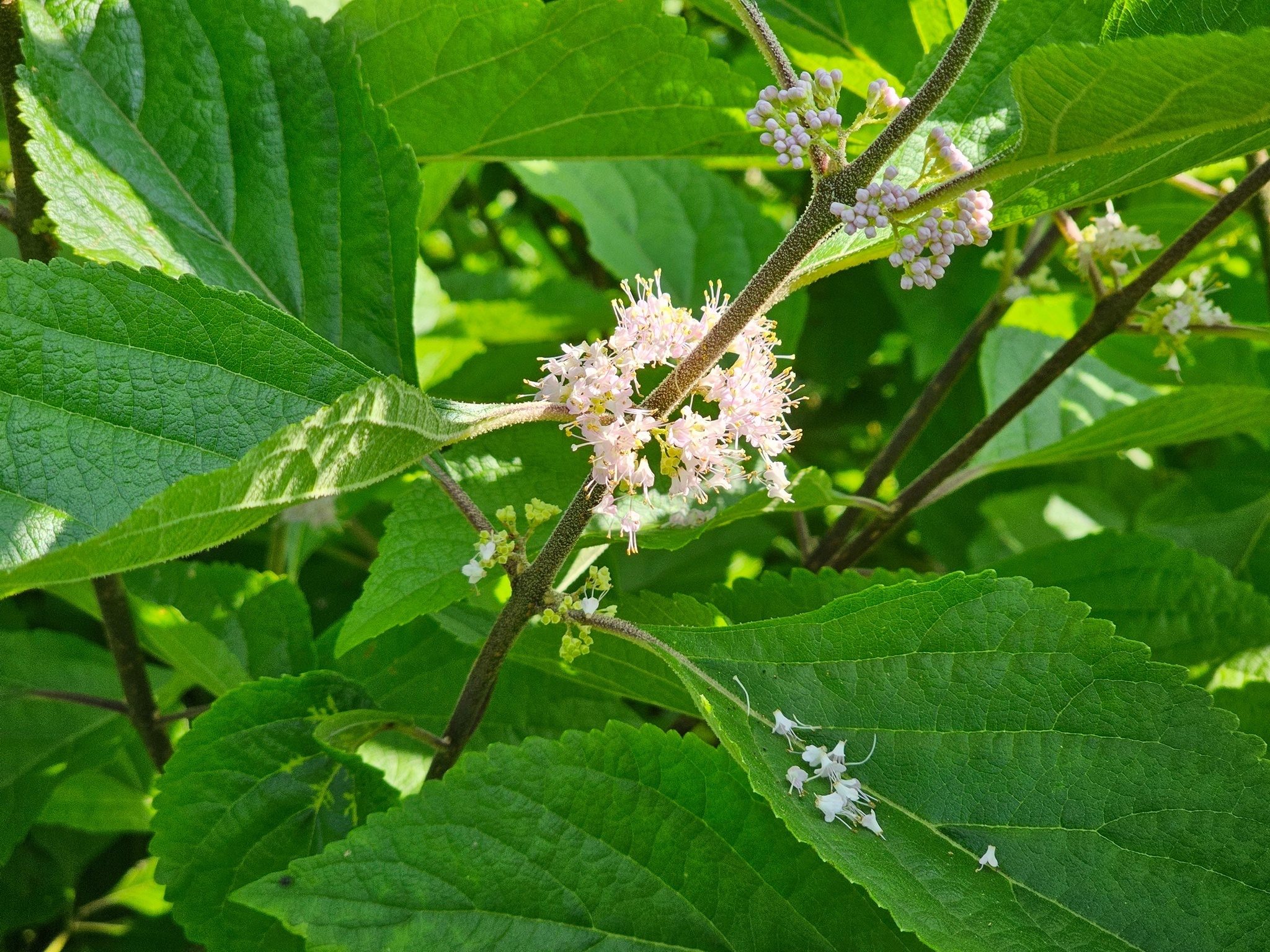 This American beautyberry in bloom was one of Ray Lovett's favorites on our 2022 hike.