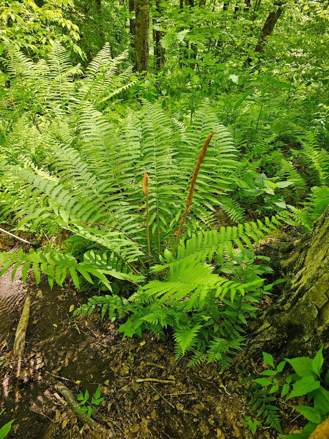 Can you believe it, Cinnamon Fern still showing their fertile fronds (or sporophylls).