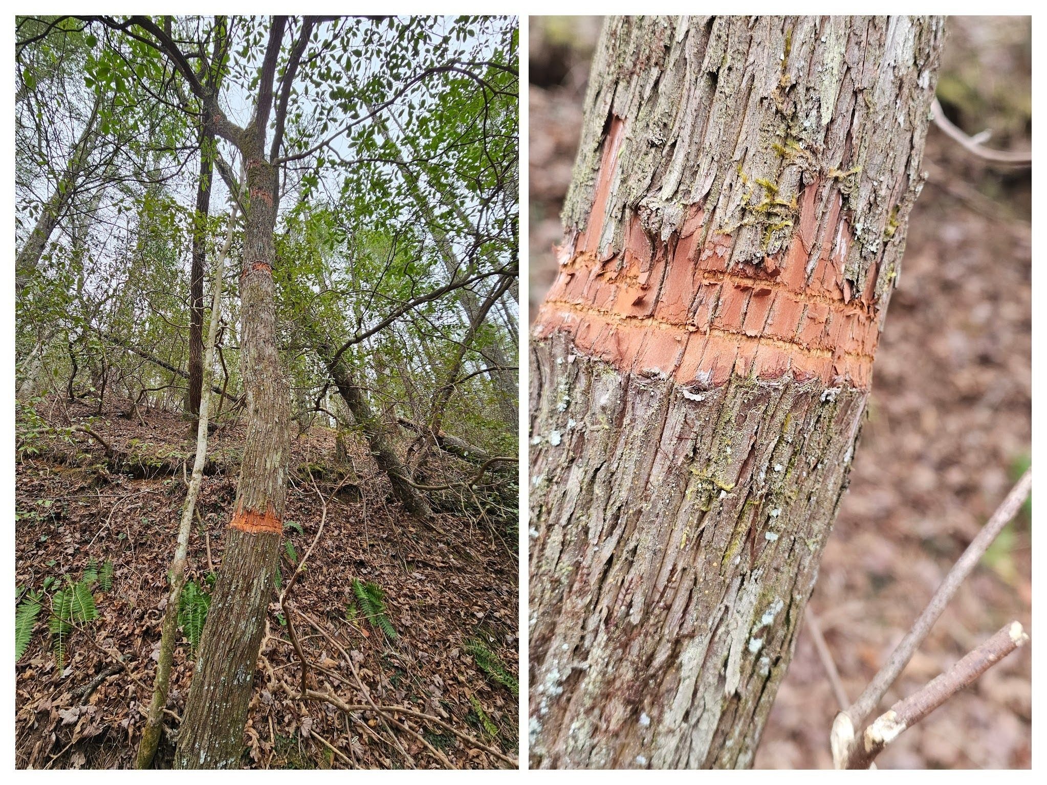 Eric pointed out this interesting tree bark removal up this tree trunk.