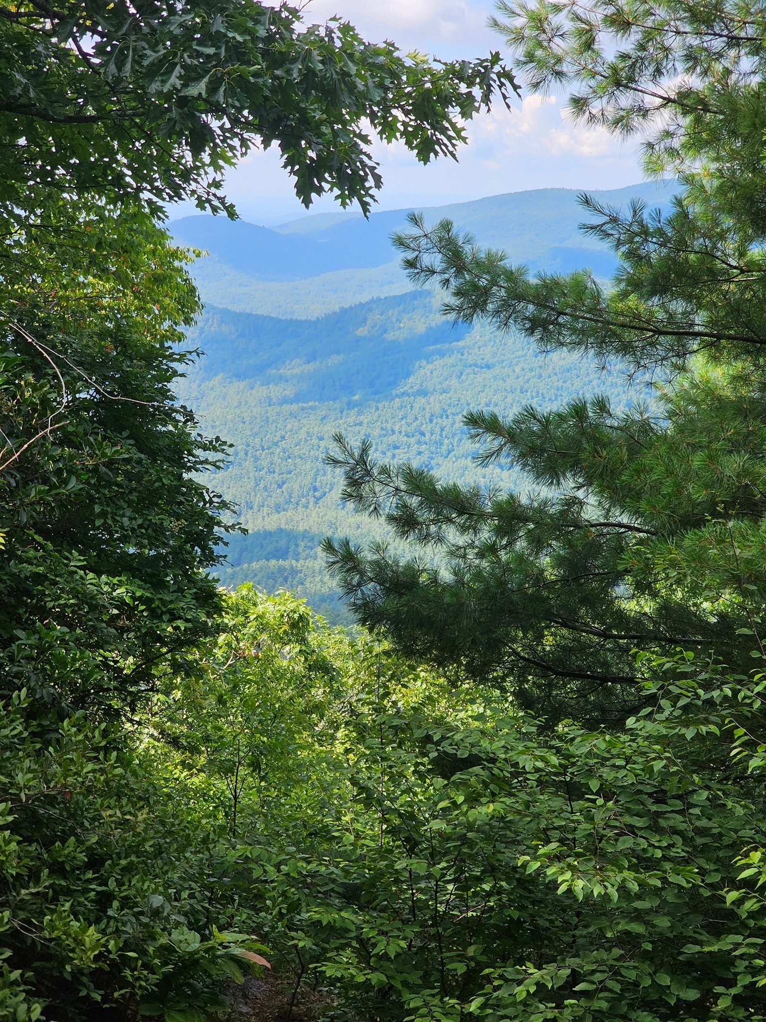But its view is also mostly obscured by foliage.