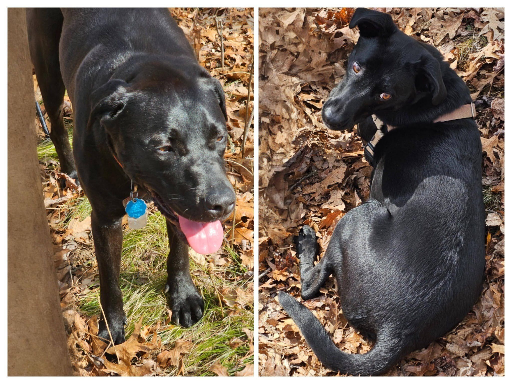 A "tail" of two "Tobys."  Great company and energetic trail-dogs.