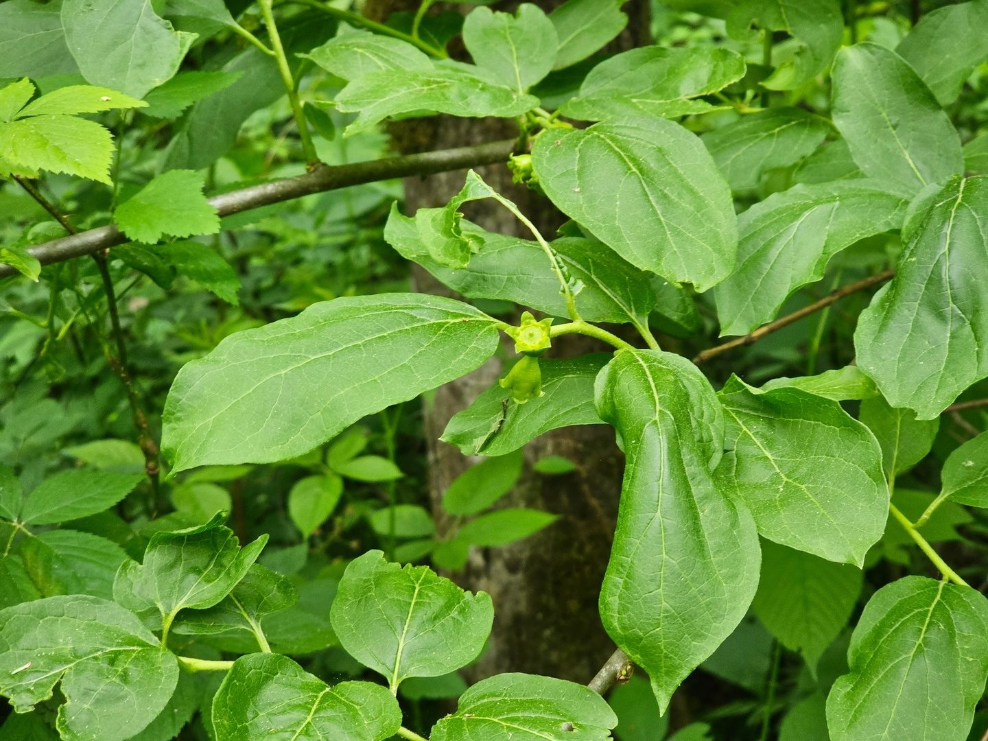 This Buffalo-nut bush caught Beth McDonald's eye.  Thanks to Jim Sullivan at Tugaloo Bend for identifying it for us.