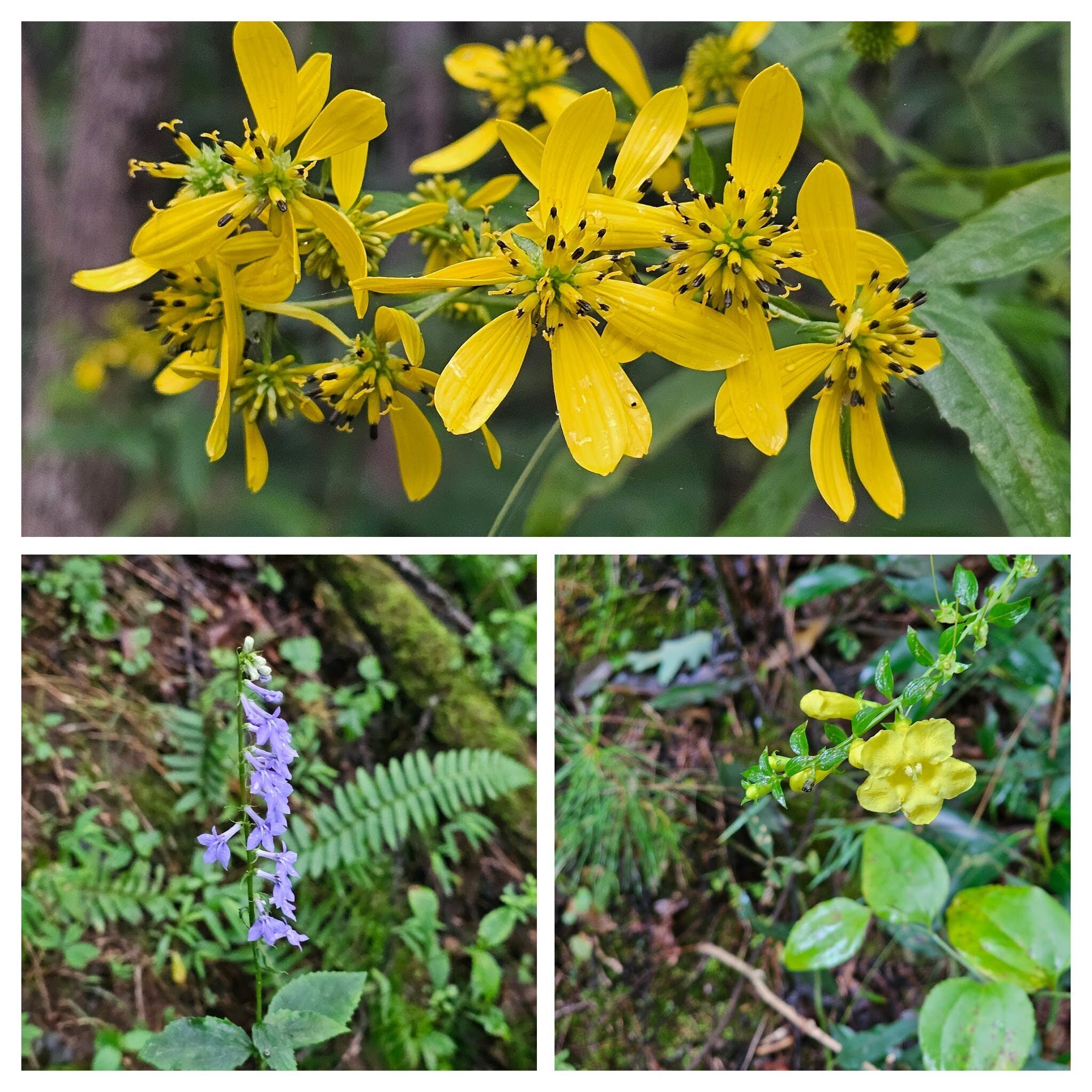 More wildflowers seen early in the hike. Top:  Wingstem;  LR: Downy Yellow False Foxglove; LL:  Downy lobelia