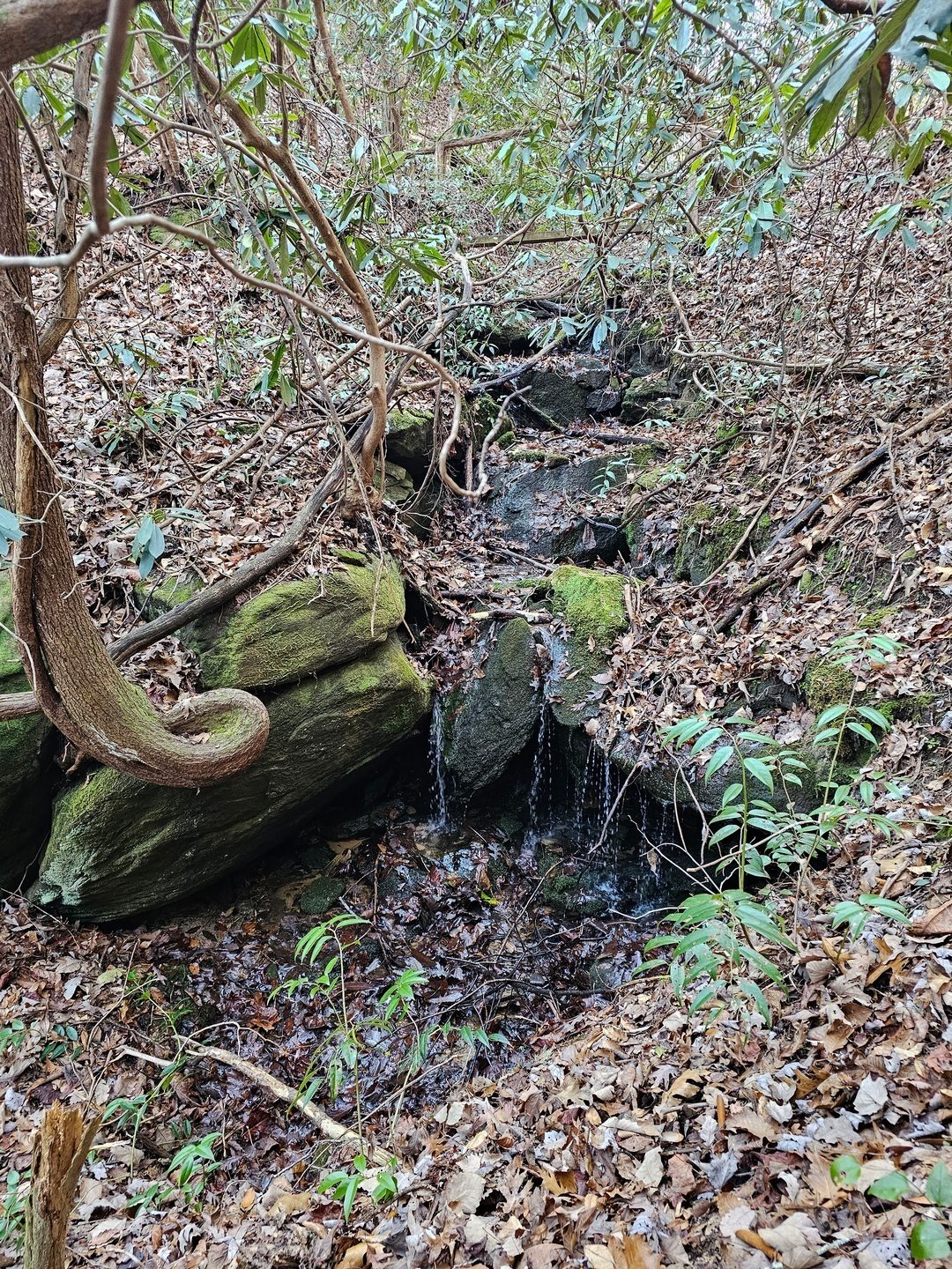We took a few minutes to scramble down to see this very small water feature and the interesting curly tree beside it.