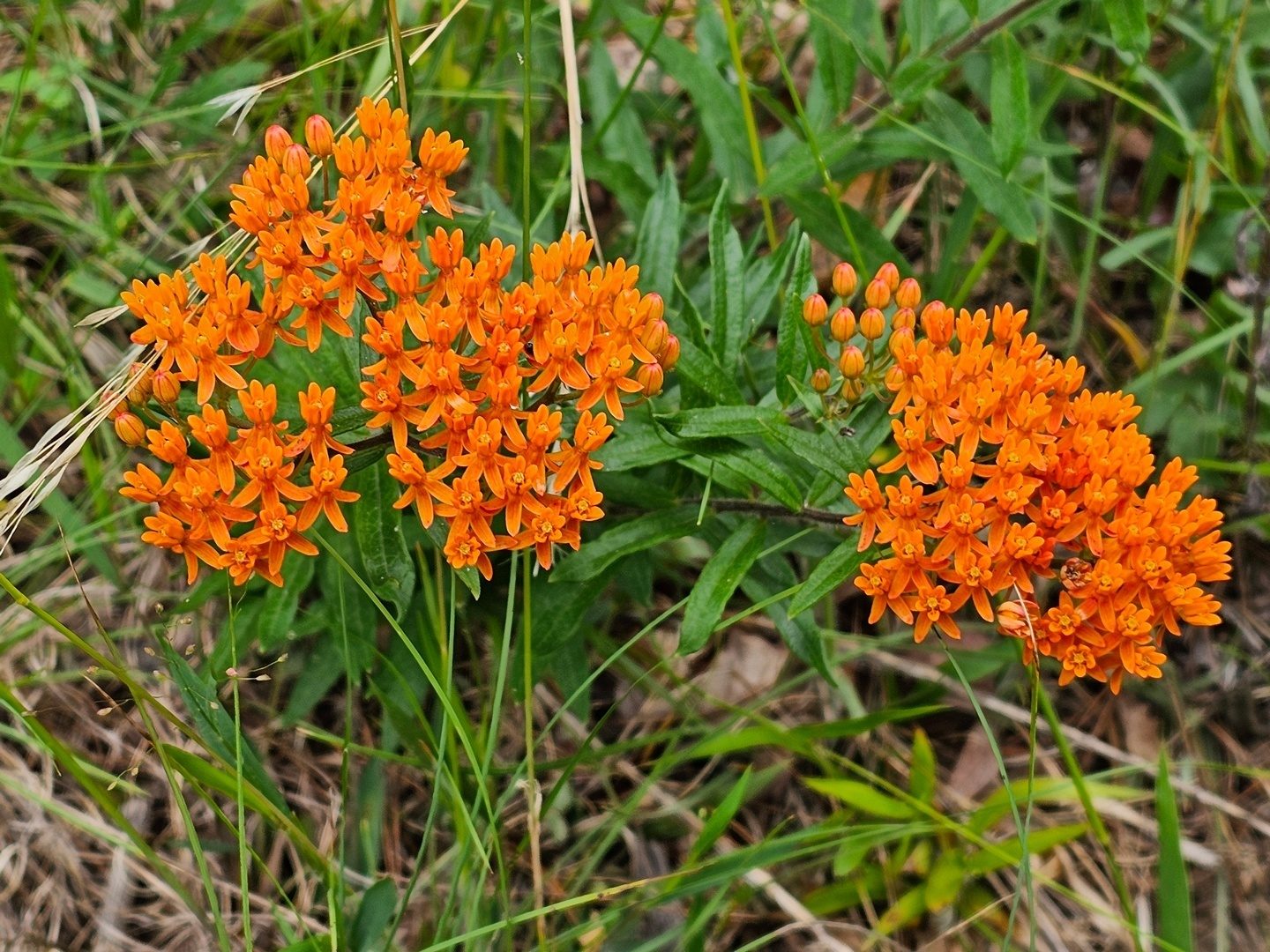 Very nice patch of Butterfly milkweed.