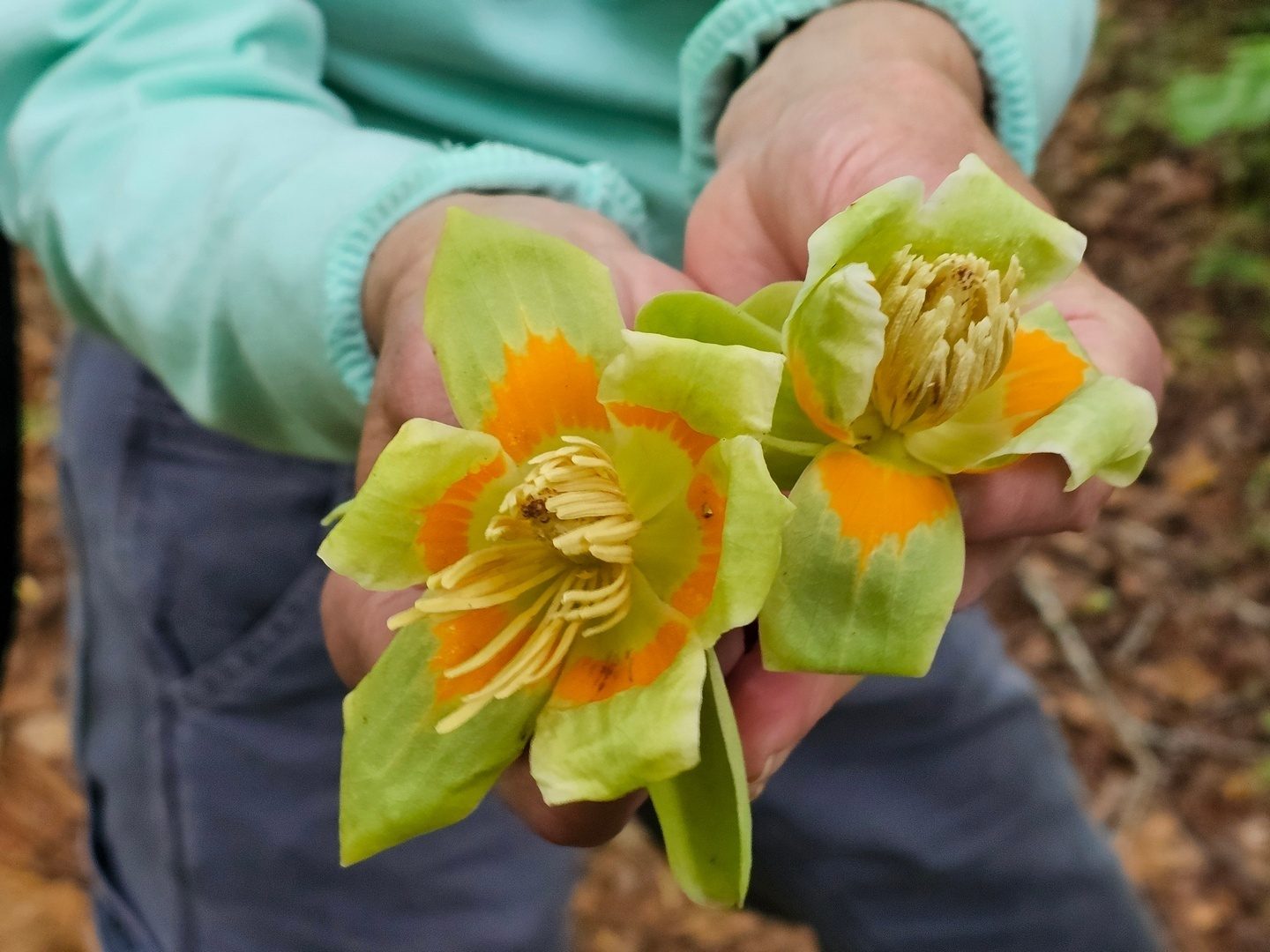 Tulip Poplar tree blooms seen periodically along the trail.