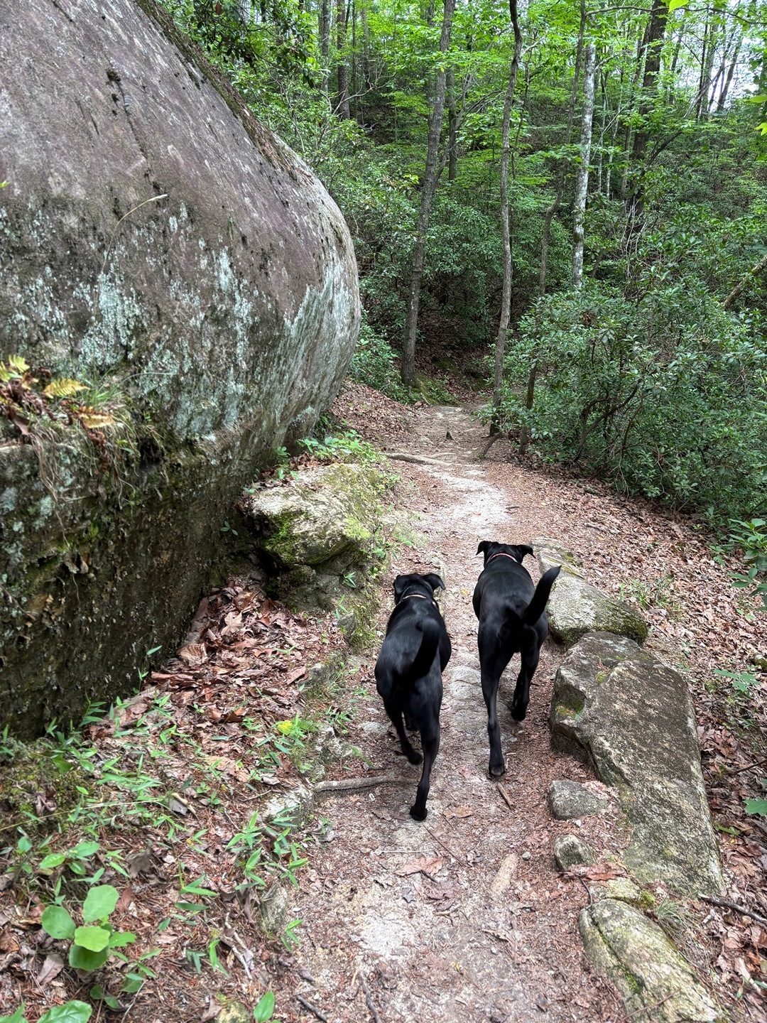 Two Tobys taking the lead on this section of the trail. We all love our trail dogs! Photo by Heather Wall.