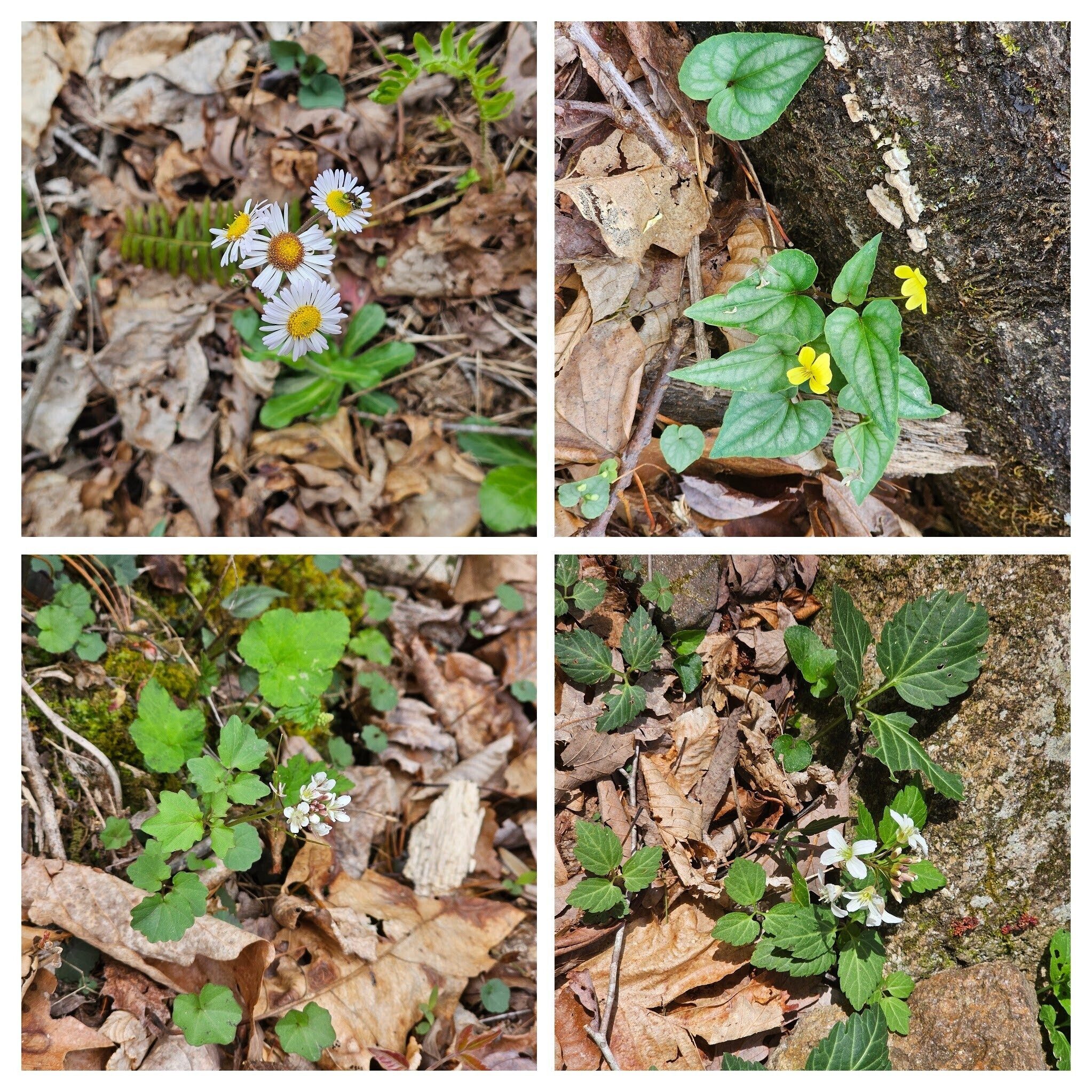 Other wildflowers seen today, clockwise from 10 o'clock: Robin's-Plantain, Halberd-leaf yellow violet, Broadleaf Toothwort & Bitter-Cress.