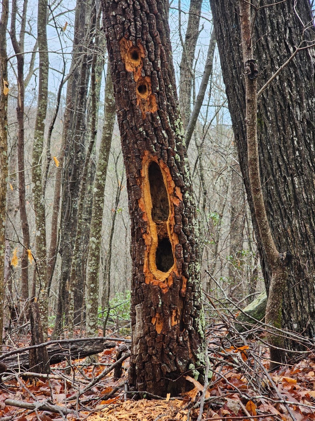 As we continued up FS 89, we passed by this interesting work by a woodpecker.  Nice neat job with rounded openings.
