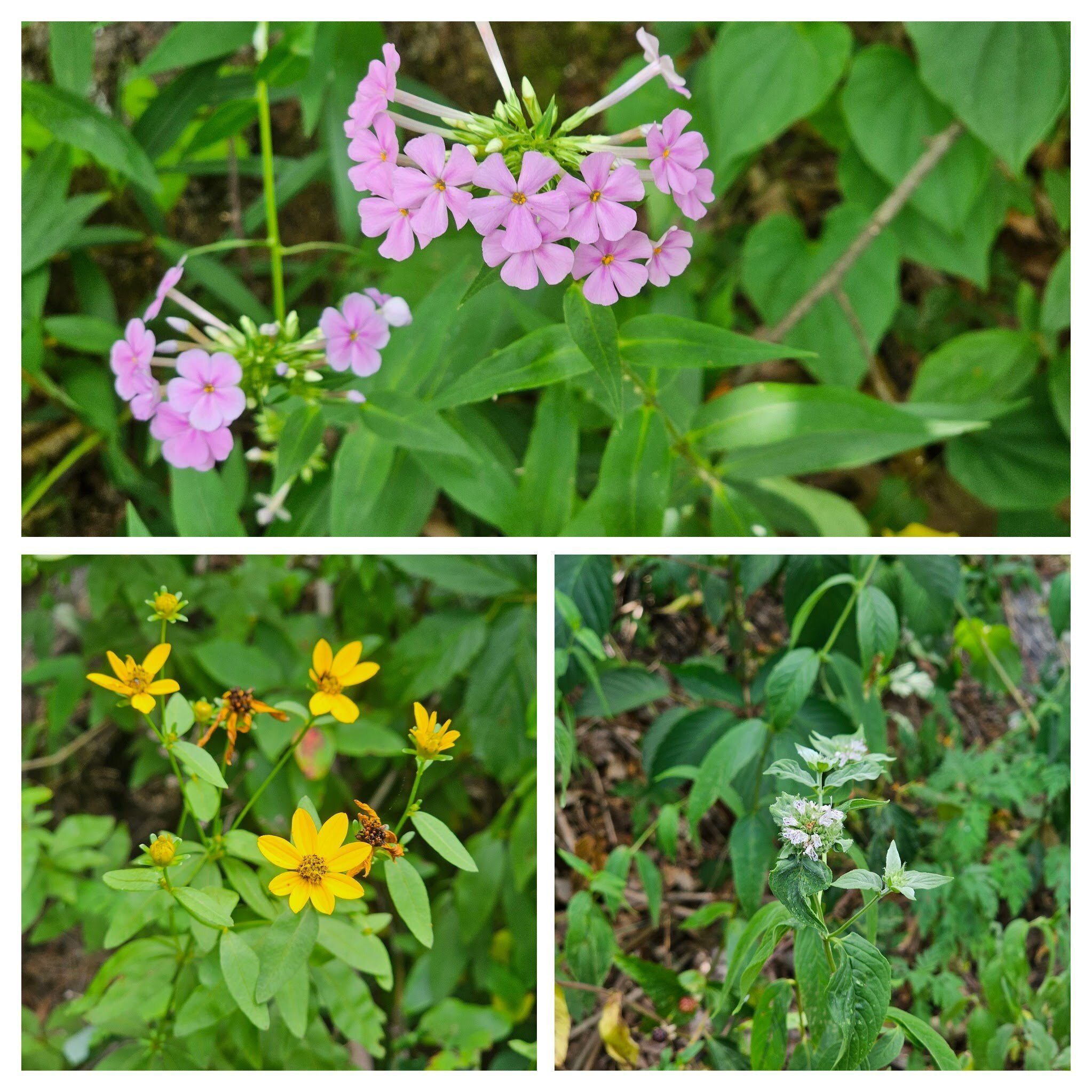 The Lookout #3 access trail had the only wildflowers except the Rhododendron.
