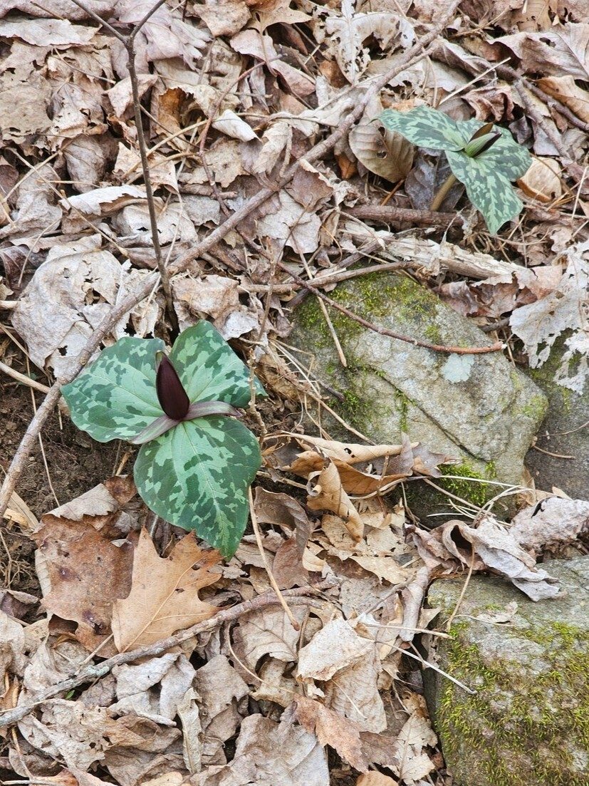 One our first of many Toadshade Trillium sightings.
