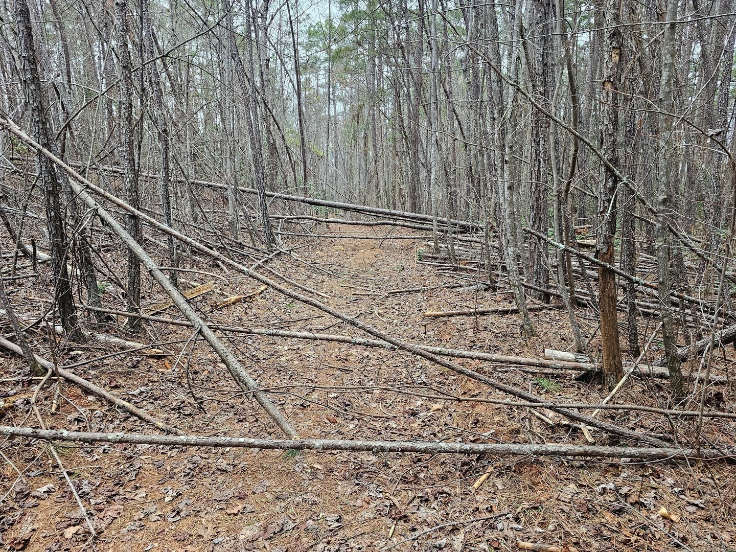 The trail bed is quite good, but we encountered lots of small and medium-sized pine trees blowdowns.