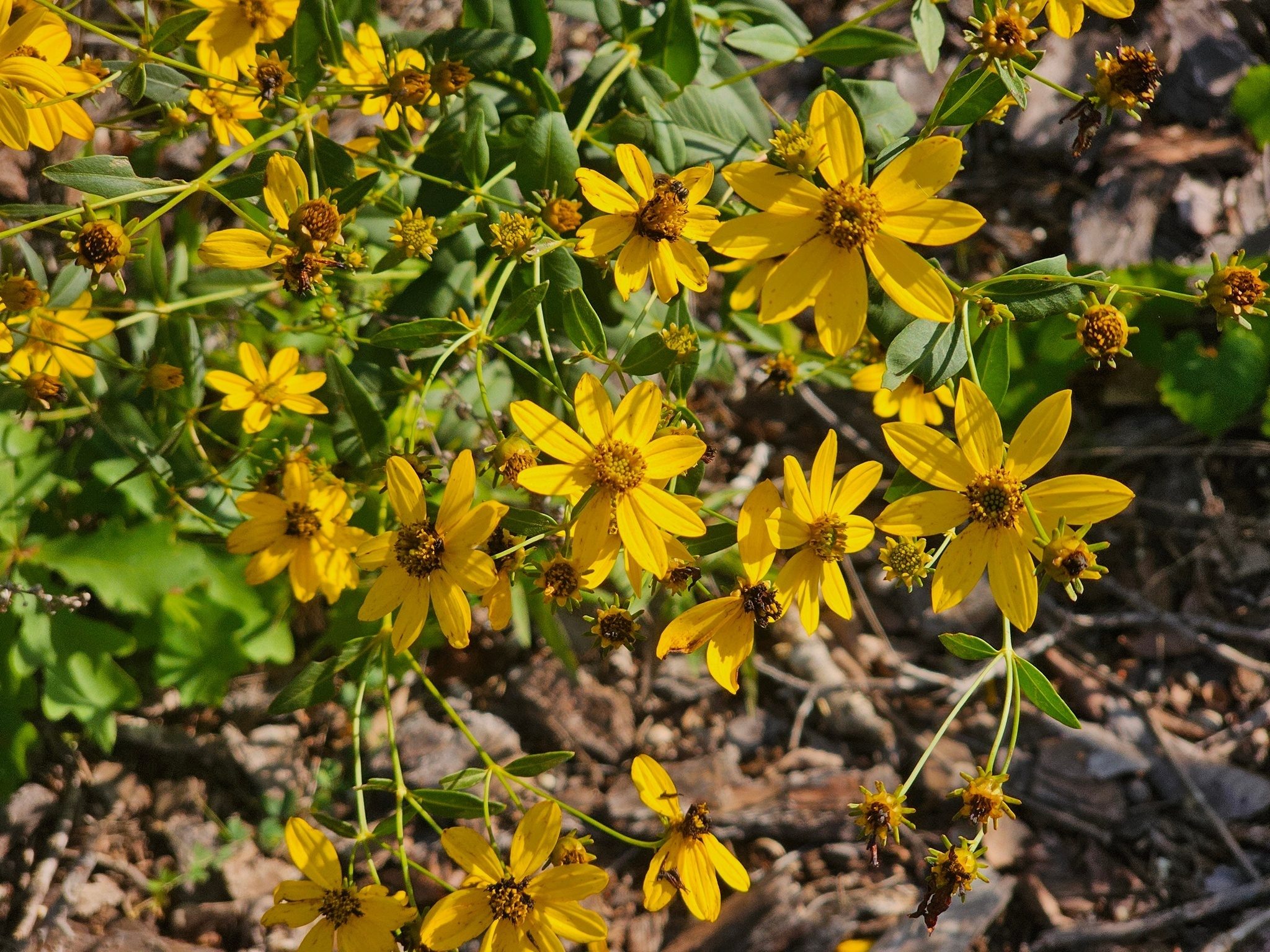 Our first wildflower sighting, some form of Coreopsis.