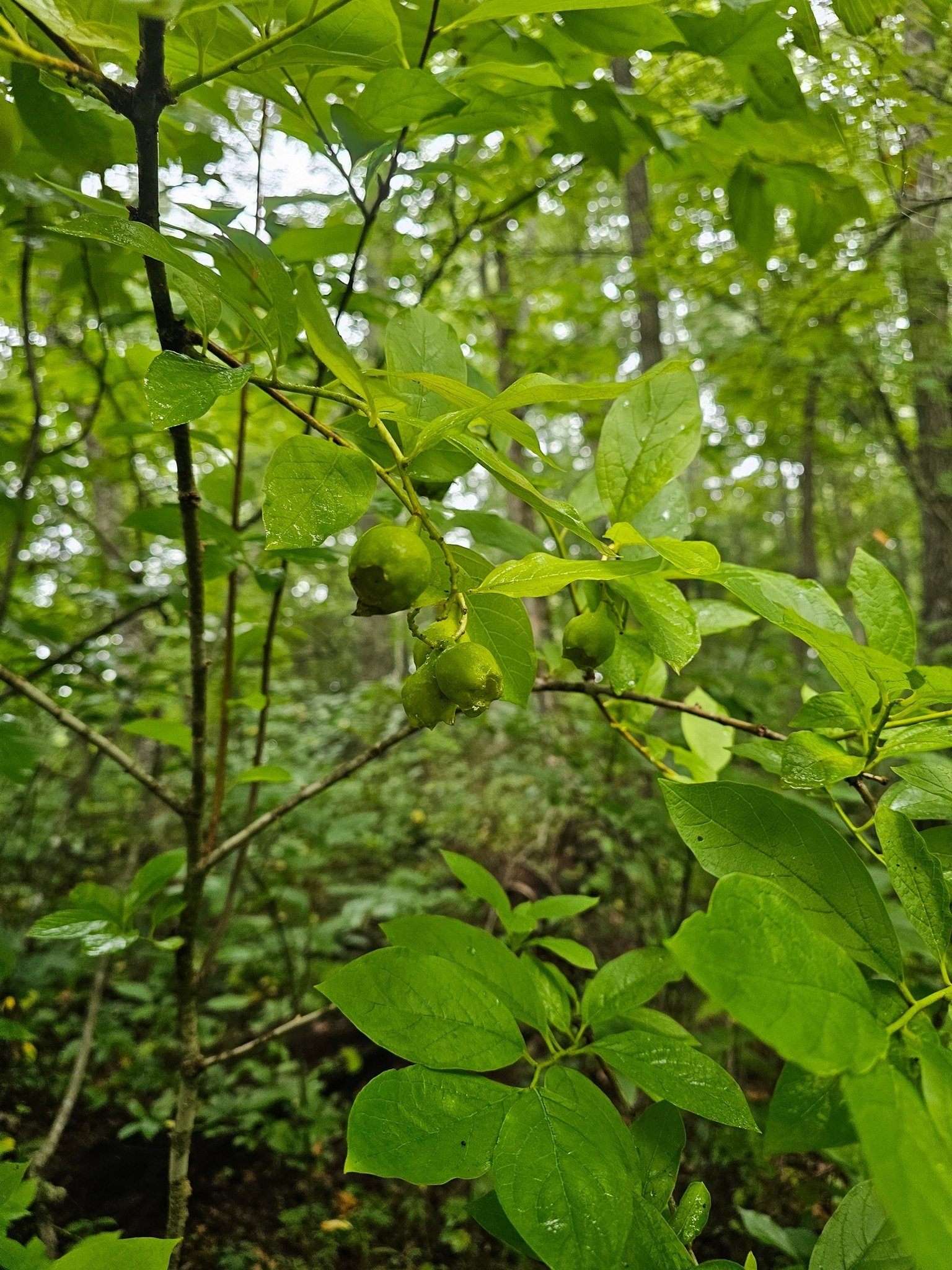 Almost forgot this Buffalo nut, "a parasitic shrub  that "sniffs out" the roots of other species, stealing its water and nutrients."
