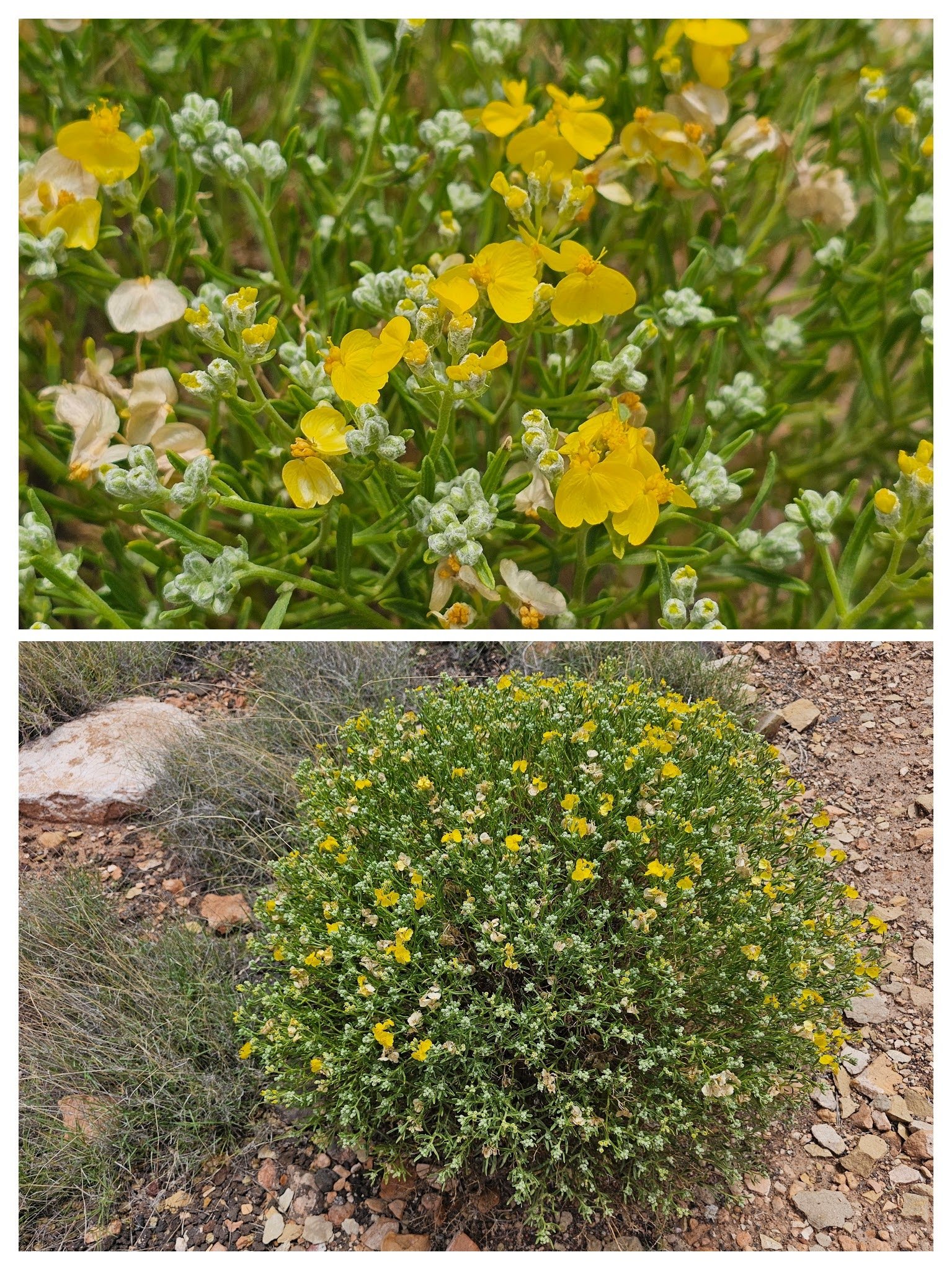 Green stem paper-flower, a beautiful wildflower at this site.