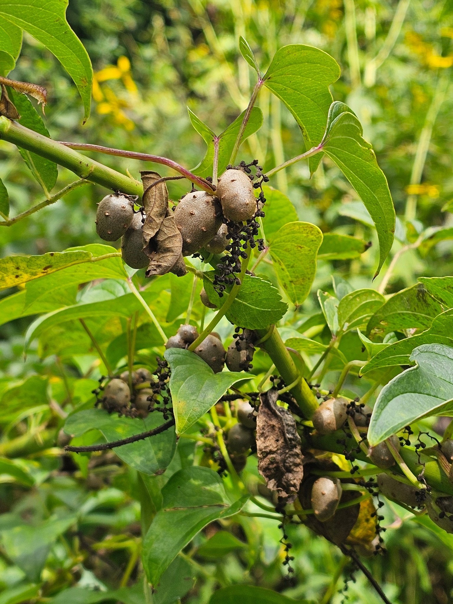 What is this  vine growing on top of other overgrowth in the old homestead property . . . Chinese yam and while edible, it is also another invasive species.