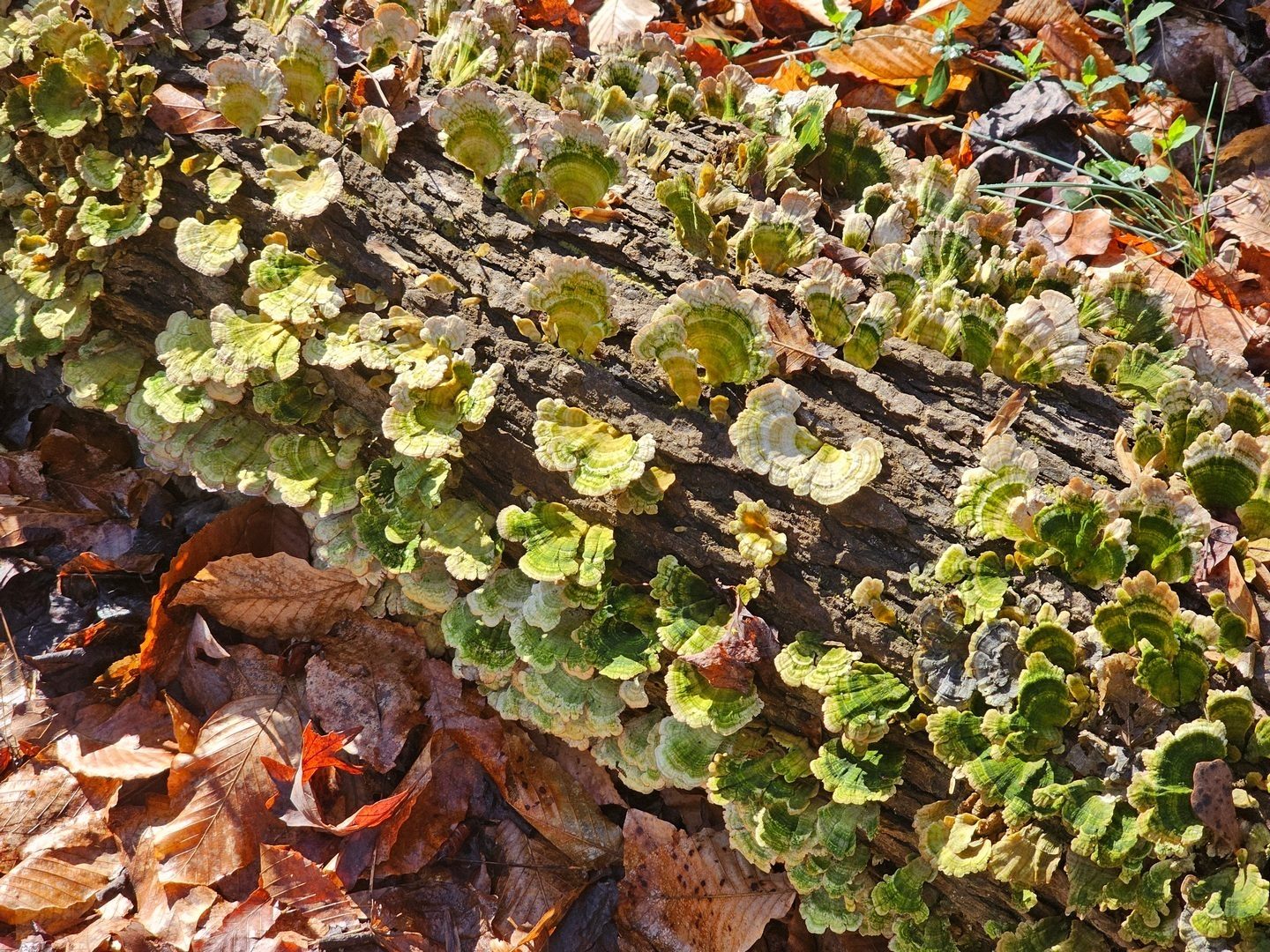 This fungus has turned green from algae feeding on it.