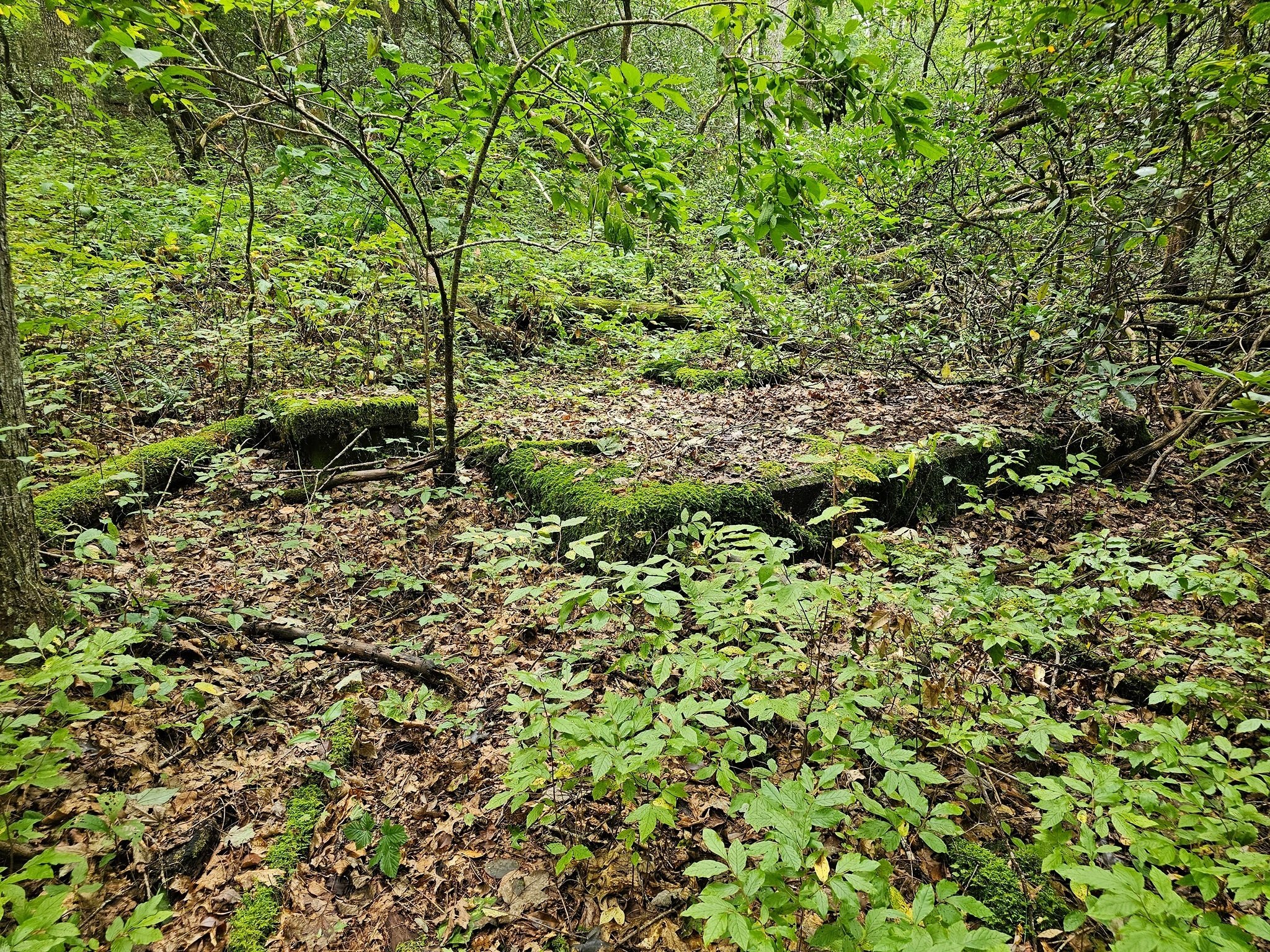 Old foundation perhaps from CCC activities here in the 1930?