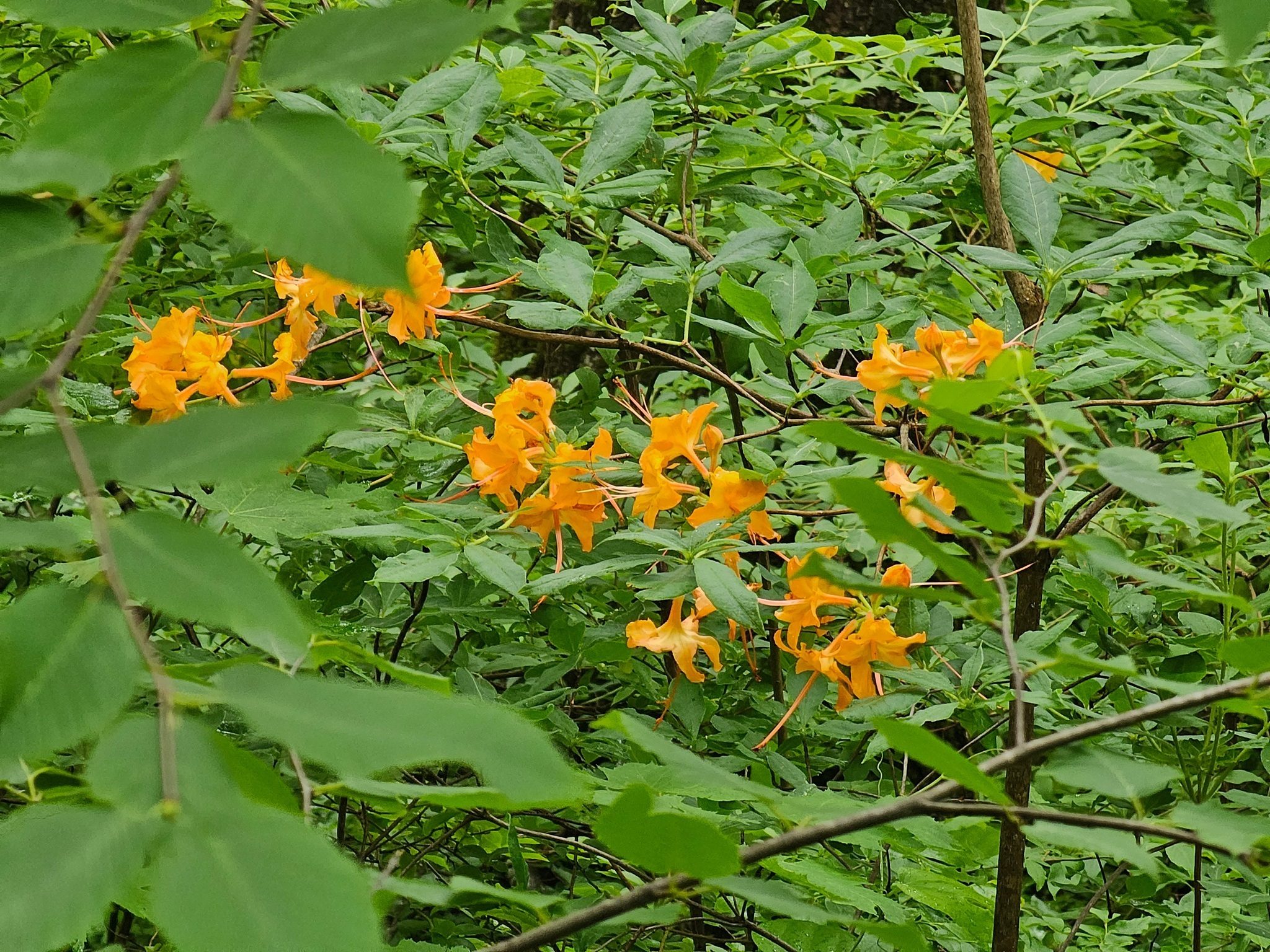 One of numerous examples of Flame azalea seen along the trail today.