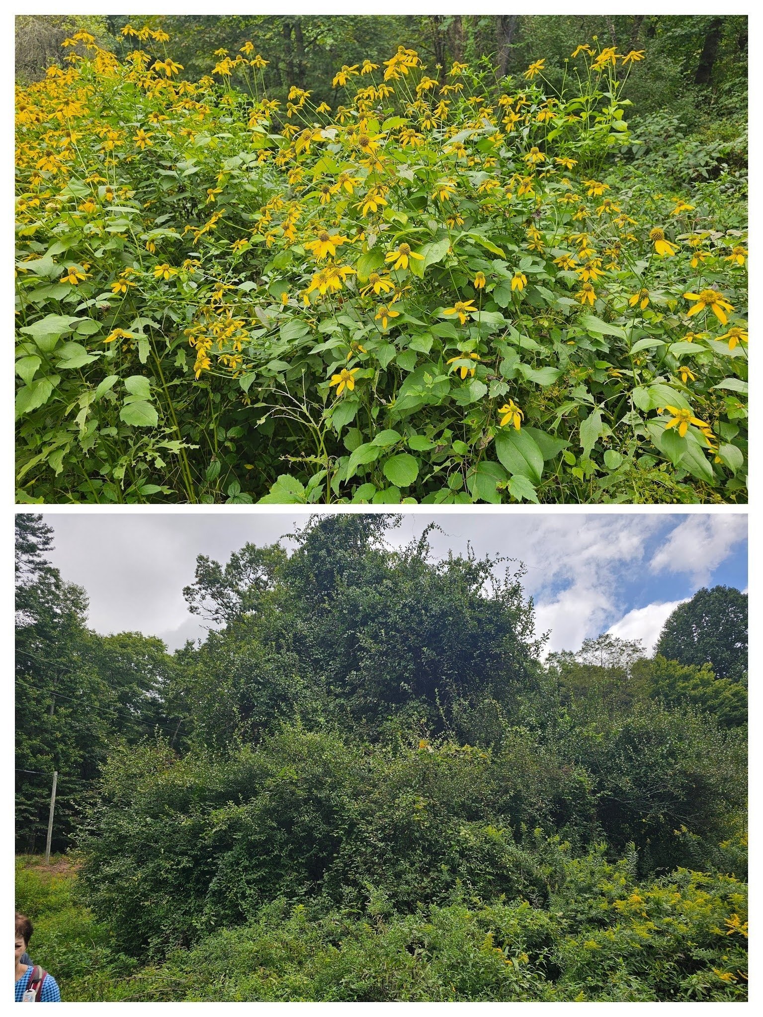 Masses of Cutleaf coneflowers on this old homestead property, but we cannot get to the now overgrown apple trees.