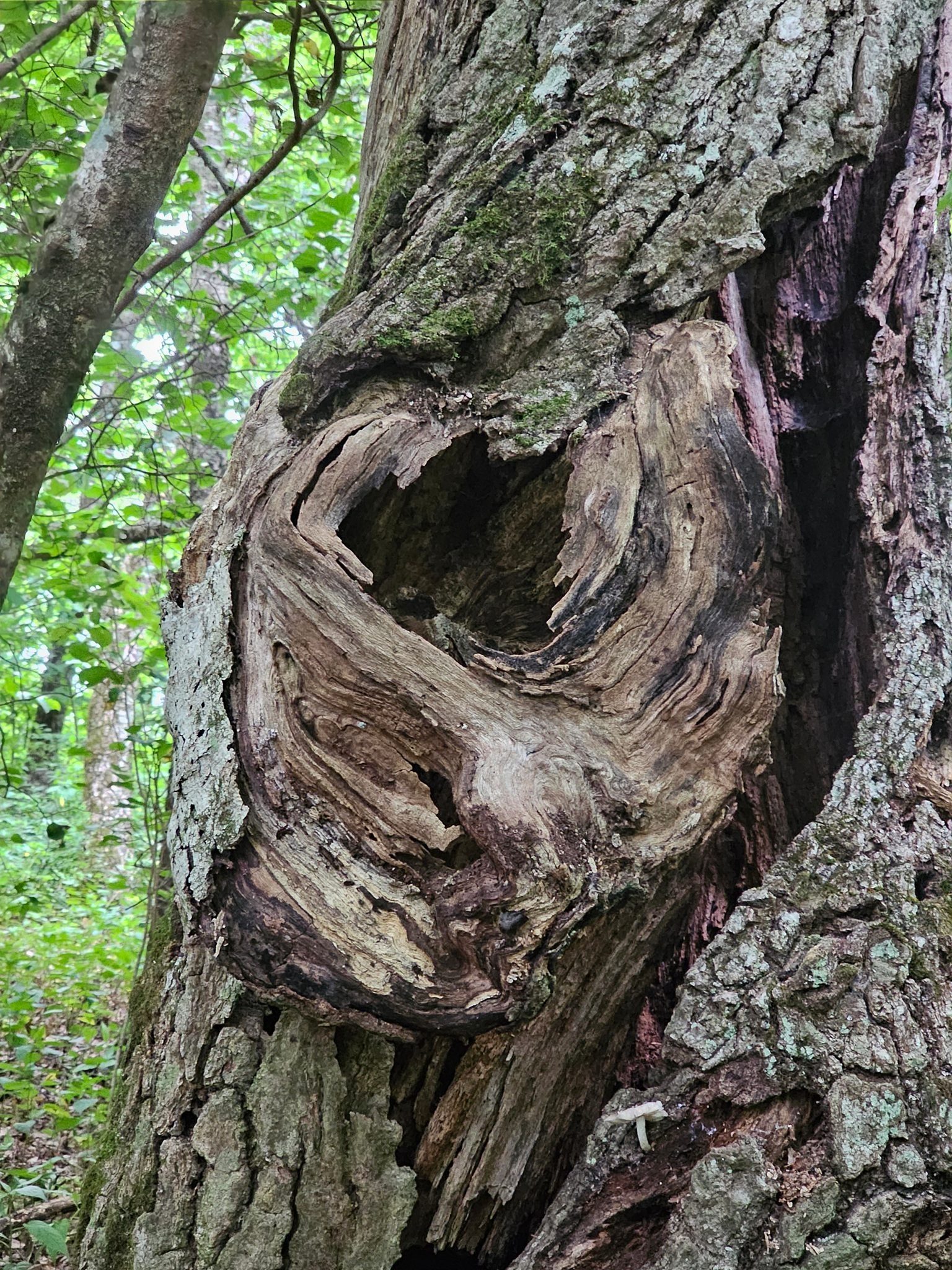Although this heart-shaped knot was curious.