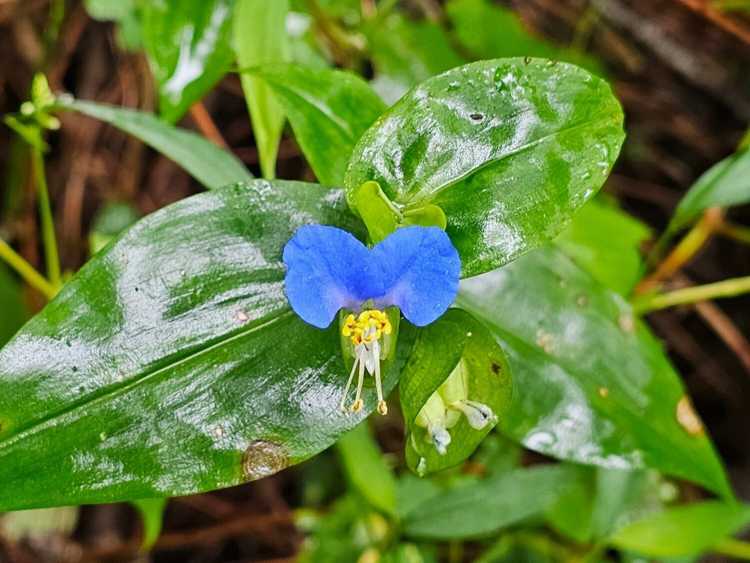 The blue in this Asiatic dayflower is so pure.