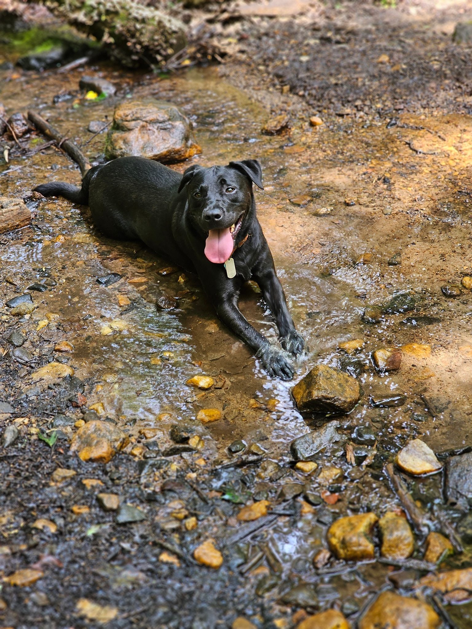 Toby was really enjoying this very small, but flowing drainage feature.  He was reluctant to leave it.
