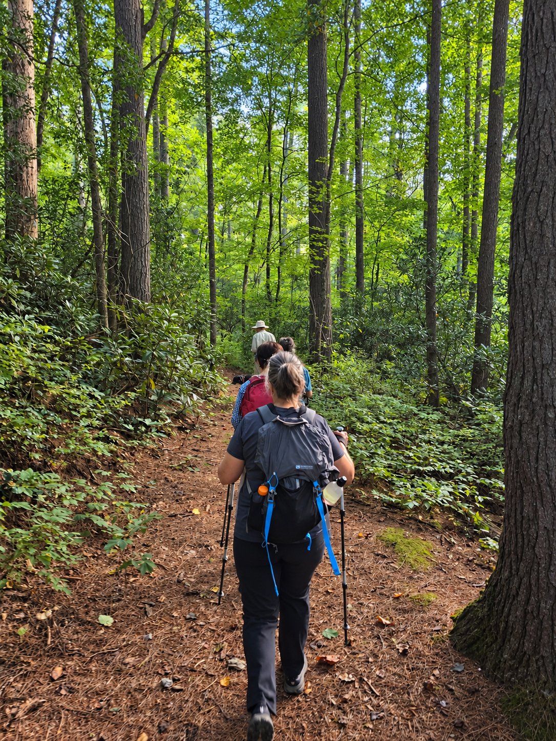 Headed up the Skitty Creek Trail from US Hwy 64N.