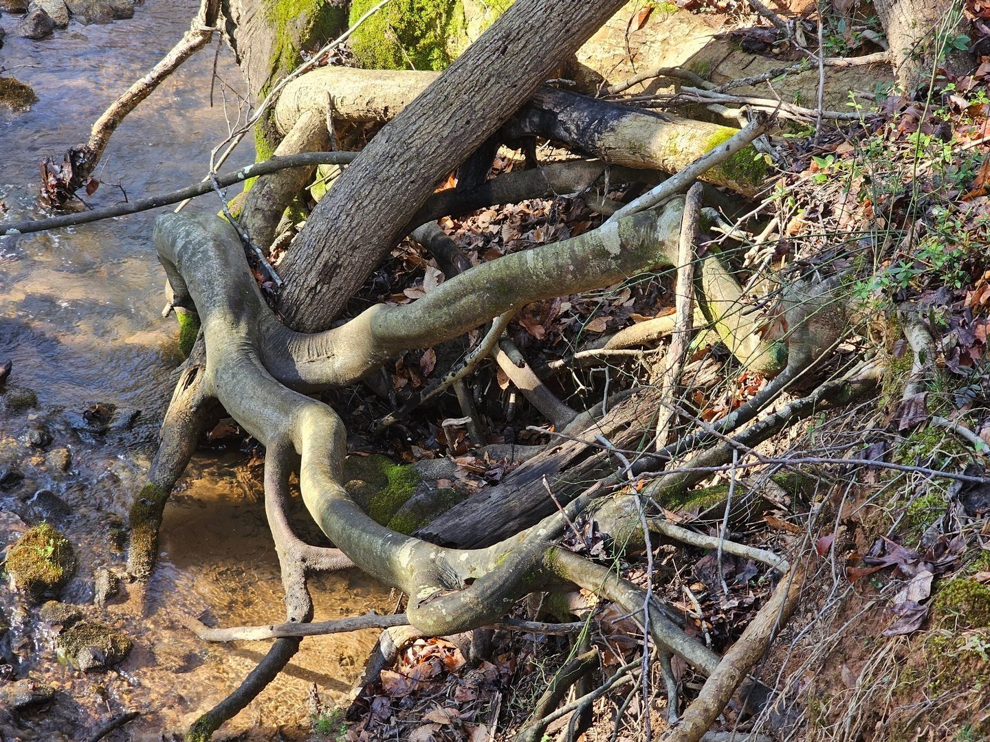 An interesting root system along an unnamed branch flowing into the North Fork Broad River.