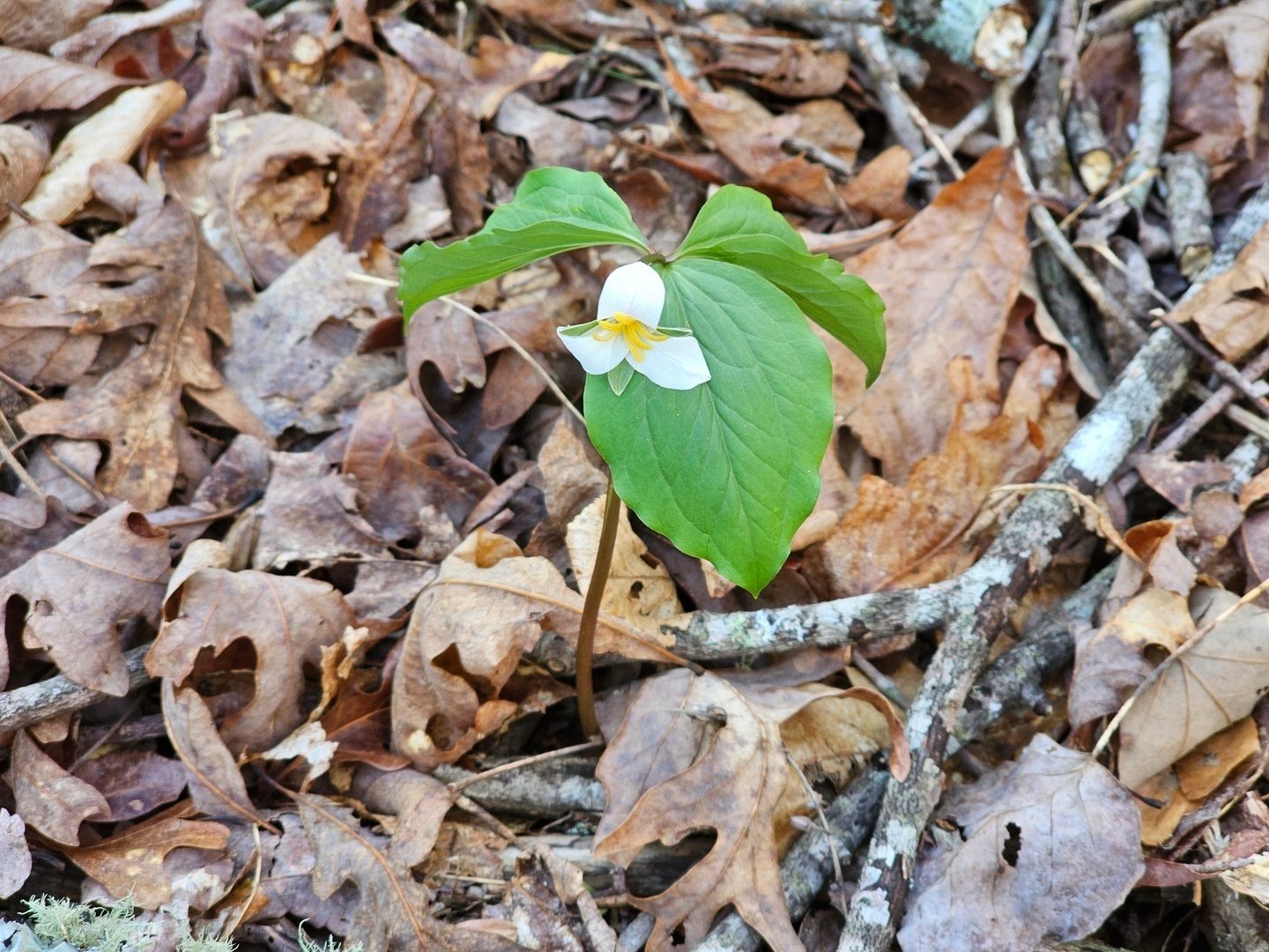 Catesby’s Trillium, our first and only Trillium found today.