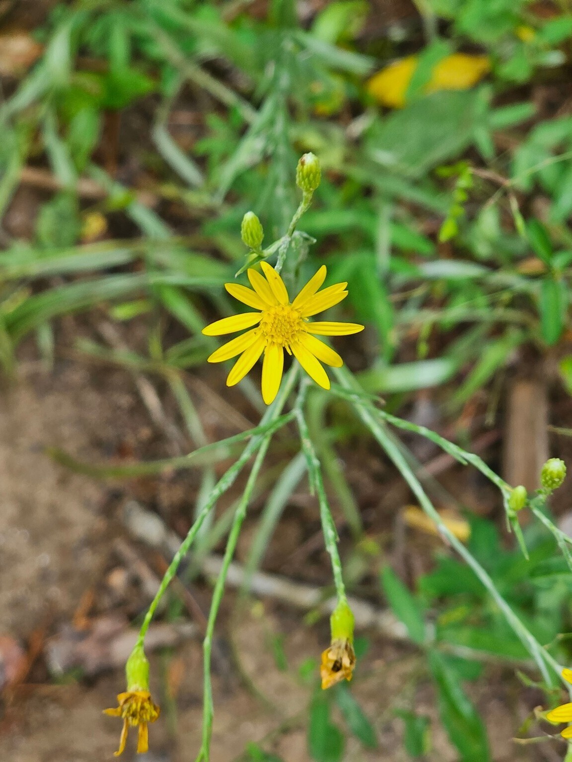 Could this be a Grass-leaved Golden Aster?
