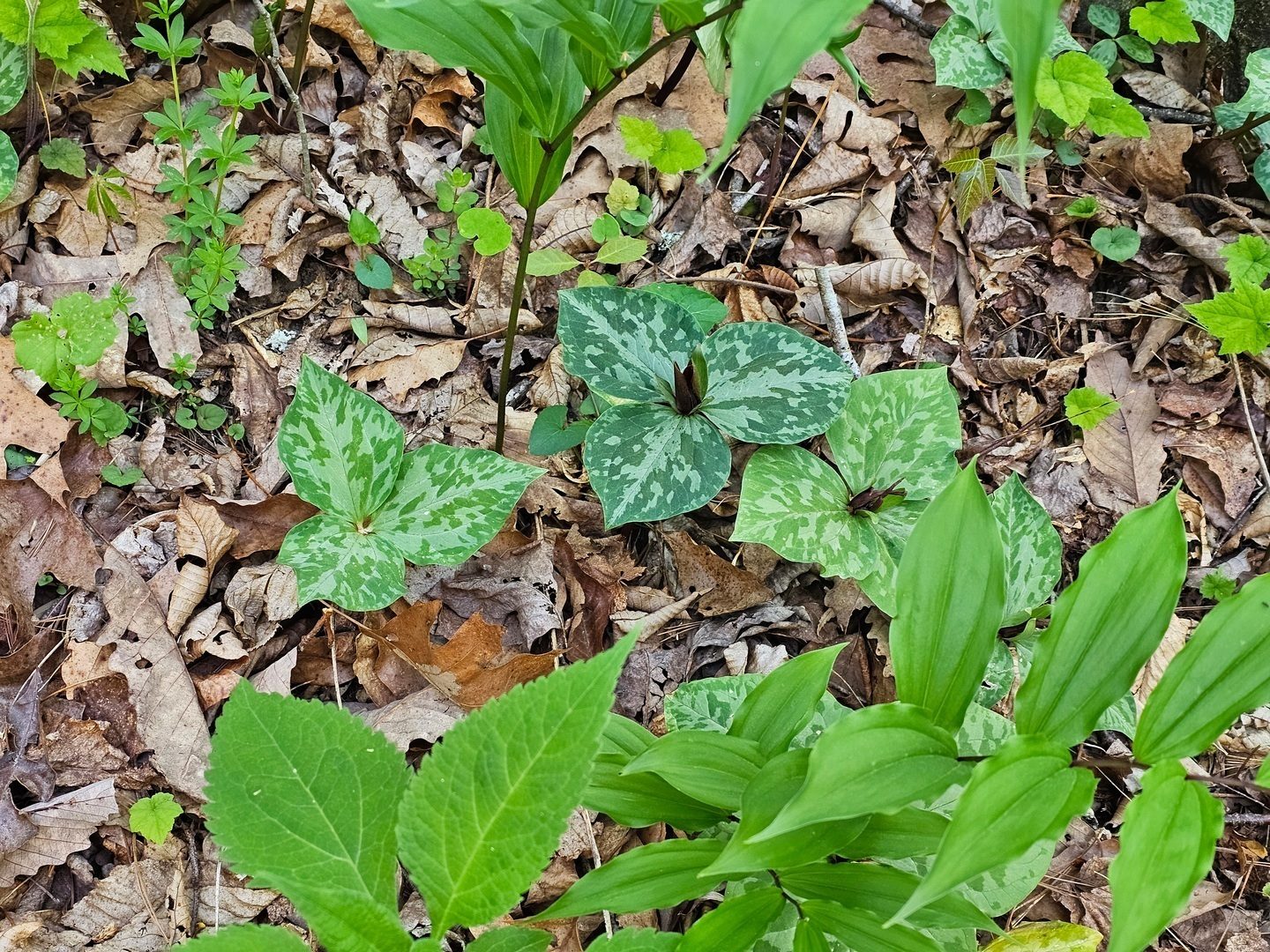 One of our first Toadshade Trillium today.