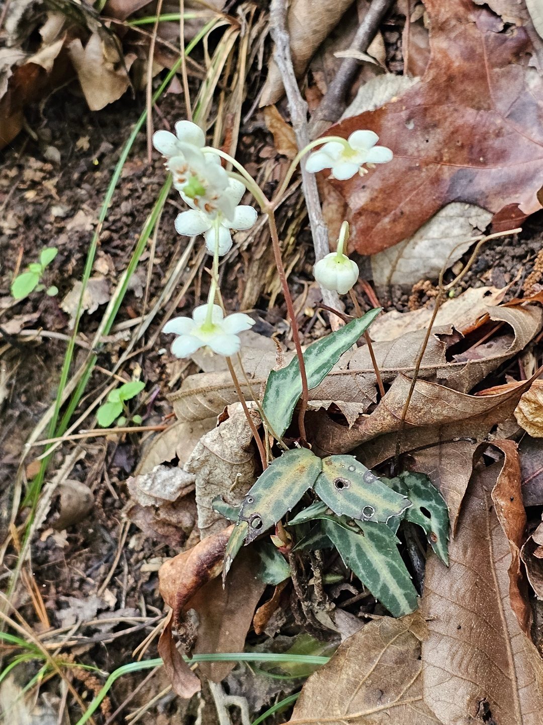 We saw a fair amount of this Striped wintergreen, frequently called Pipsissewa, along our path.