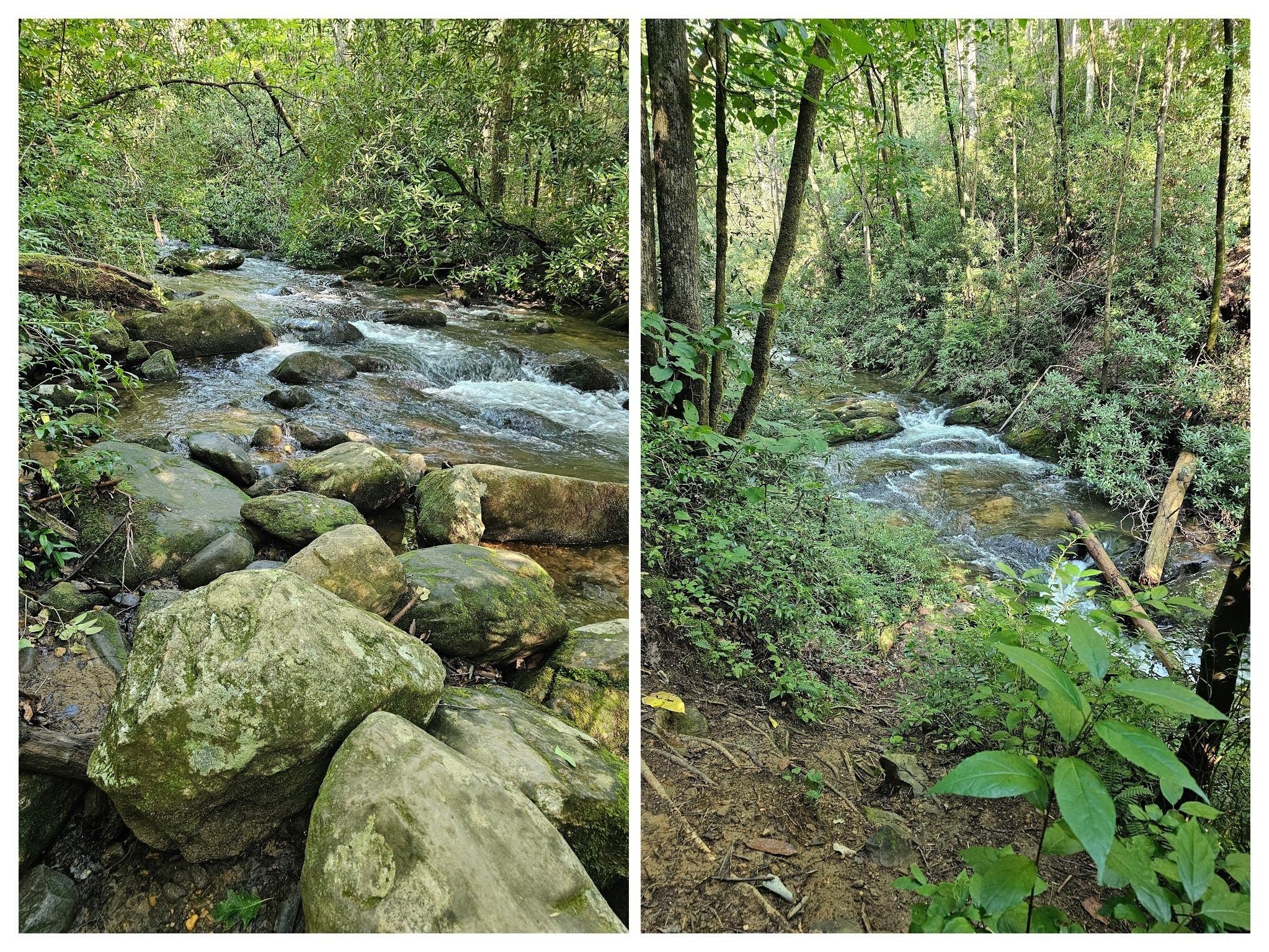 The quiet waters of the lower end of Moccasin Creek are replaced by numerous rapids and cascades as we proceed up the trail.