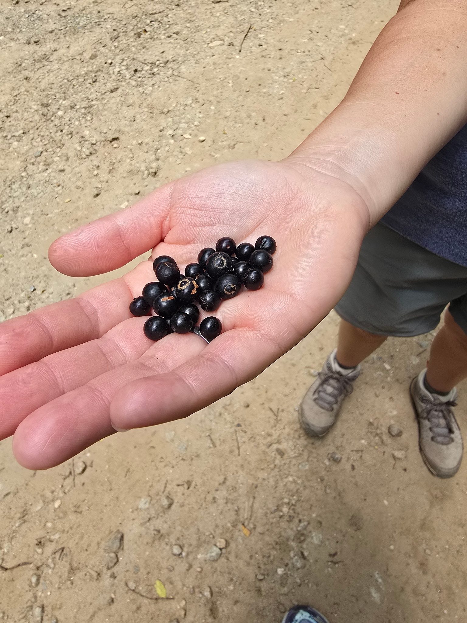 Heather offers us some huckleberries she picked