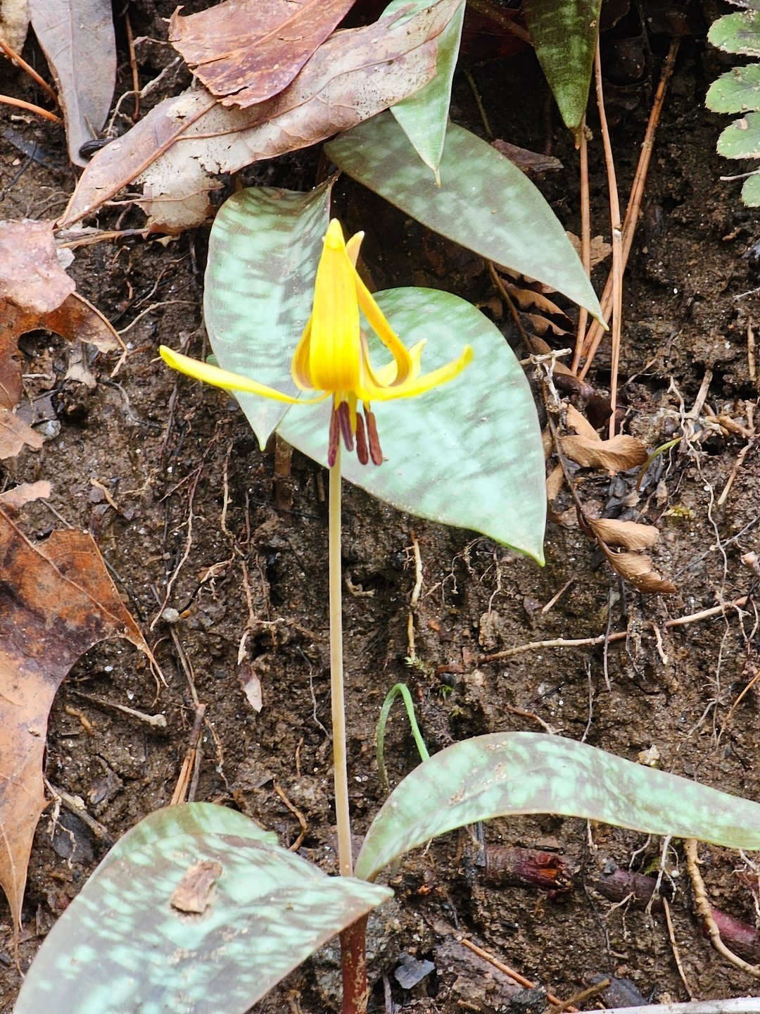 One of the big surprises today, one of several in bloom Trout Lilies clusters.