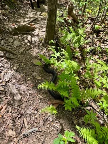 Jim Driggers took this photo of a black snake Ken Pardue noticed along the trail.