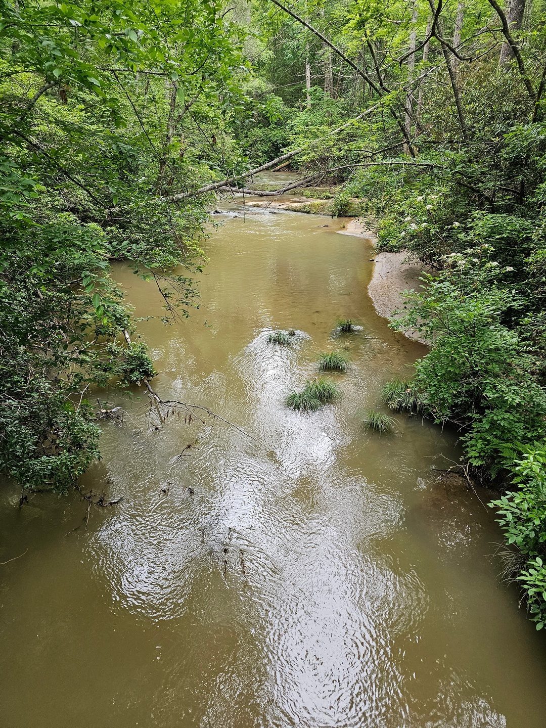 The Little Eastatoe Creek was a bit muddy from the recent rains.