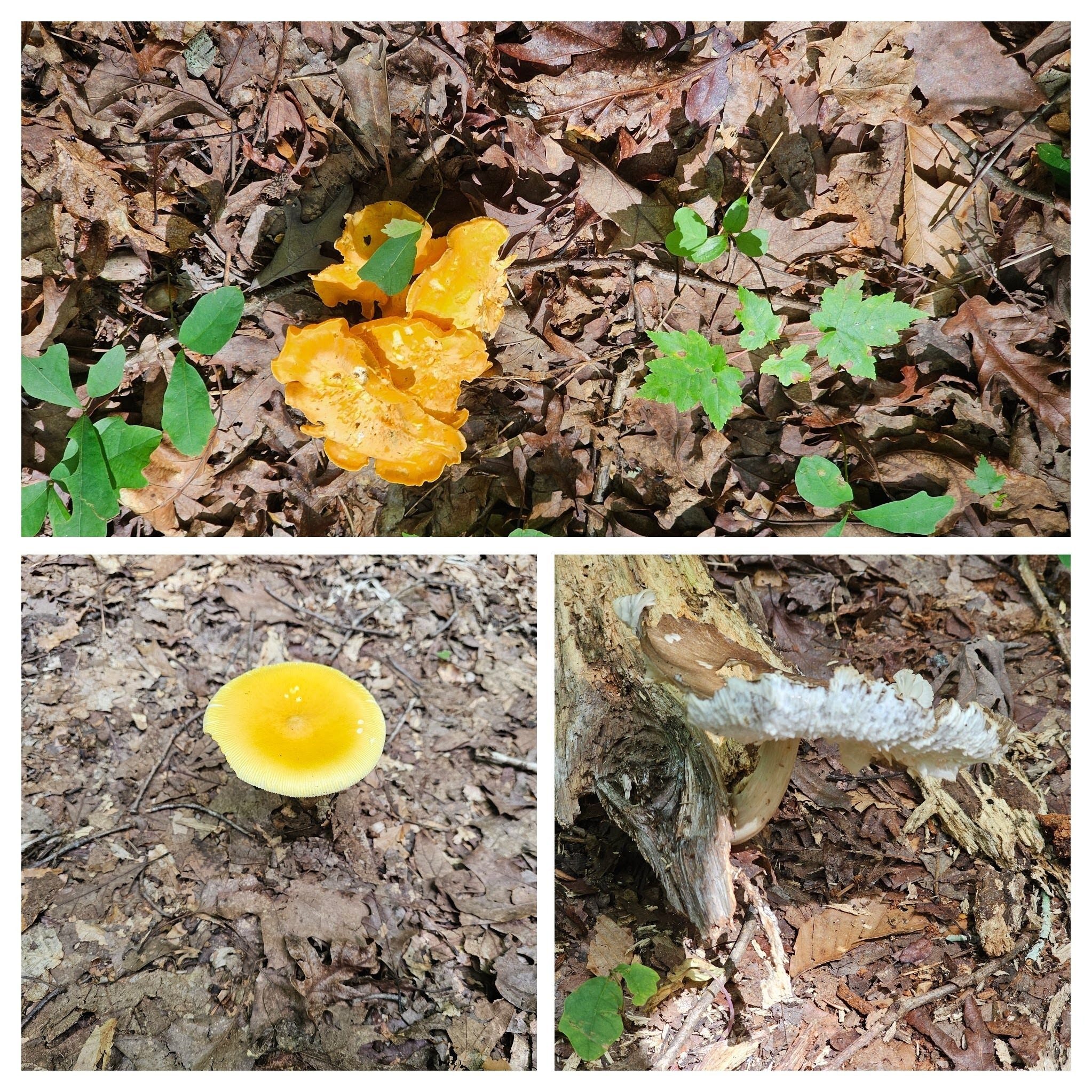 We didn't see many mushrooms until hiking on Dead Man's Trail.