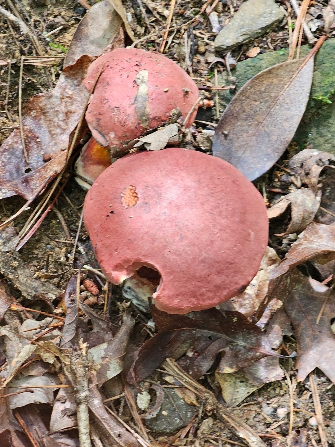 Sharon pointed out and demonstrated this mushroom, Boletus sensibilis, bruises blue when touched.  No picture of that trait made.
