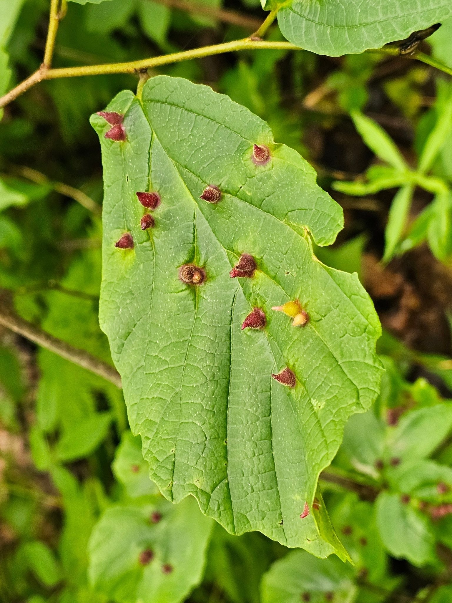 We've seen these before. Right Heather? Witch hazel leaf galls caused in this case by aphids.