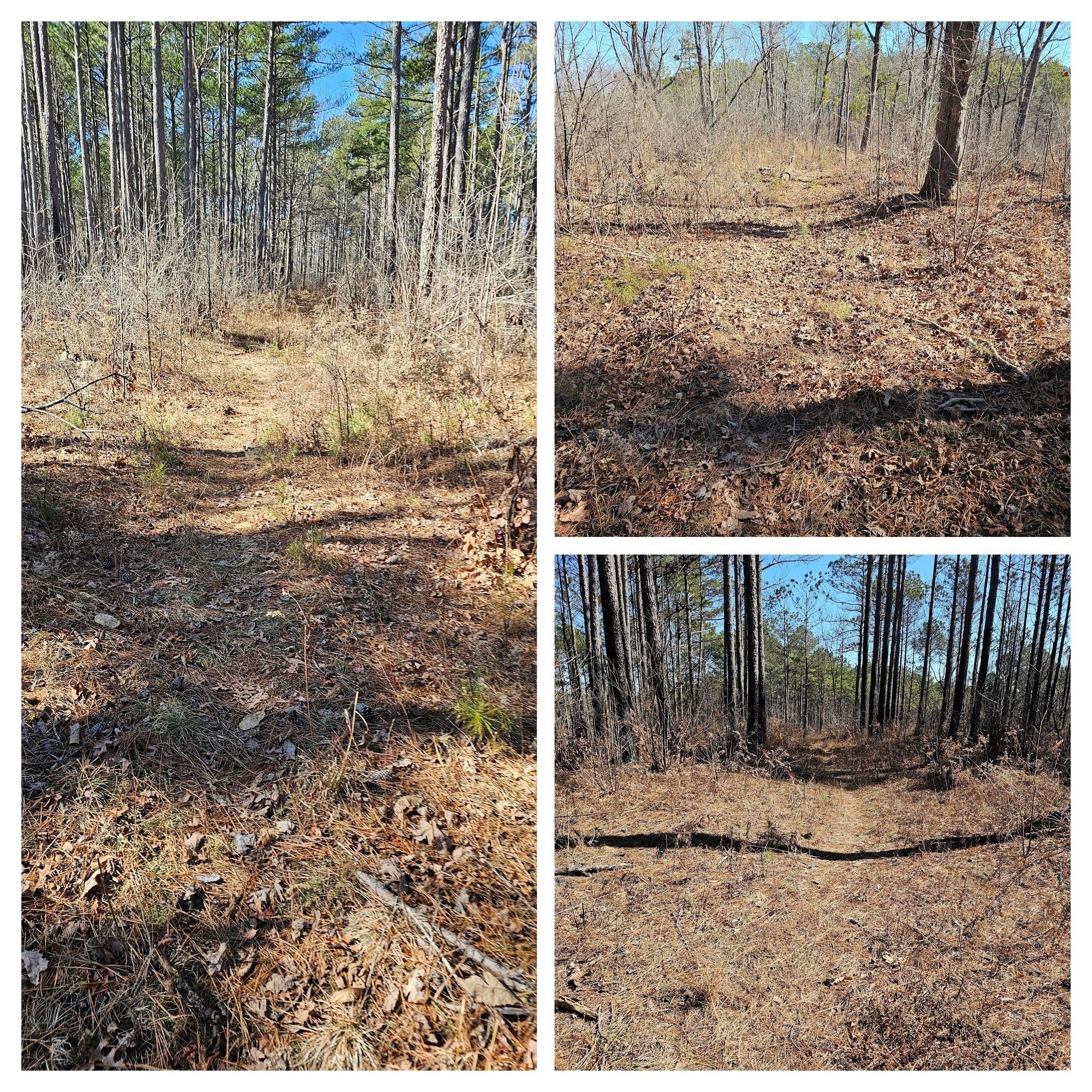 The trail, while not blazed, seems to be fairly well used and is obviously an old road bed thru a continuous break in the trees. by the